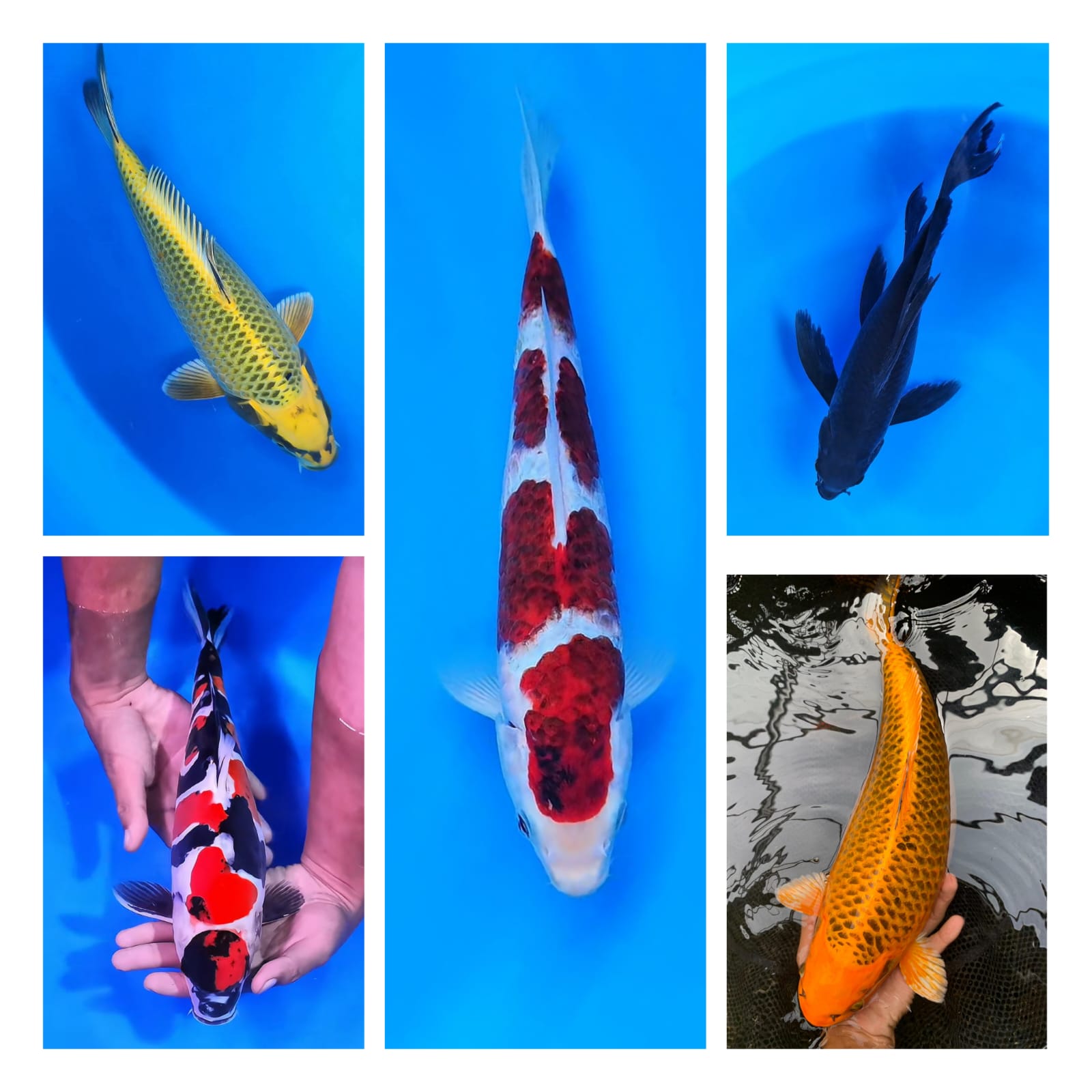Lelang Koi Online, Jual Beli Ikan Koi, Pasar Koi Terbaik, Agen Lelang Koi, Penawaran Koi Berkualitas, Harga Jual Koi, Lelang Ikan Koi Import, Beli Koi Online, Jual Koi Murah, Koi Showroom, Penjual Koi Terpercaya, Lelang Koi Jakarta, Jual Koi Lokal, Koi Kualitas Unggul, Harga Terbaik Koi, Jual Koi Indukan, Lelang Ikan Hias Koi, Pasar Koi Indonesia, Beli Koi Berkualitas Tinggi, Koi Farm Terbesar, Jual Beli Koi Impor, Lelang Ikan Koi Kualitas Premium, Daftar Harga Koi Terbaru, Pusat Jual Beli Koi, Info Lelang Koi Hari Ini.