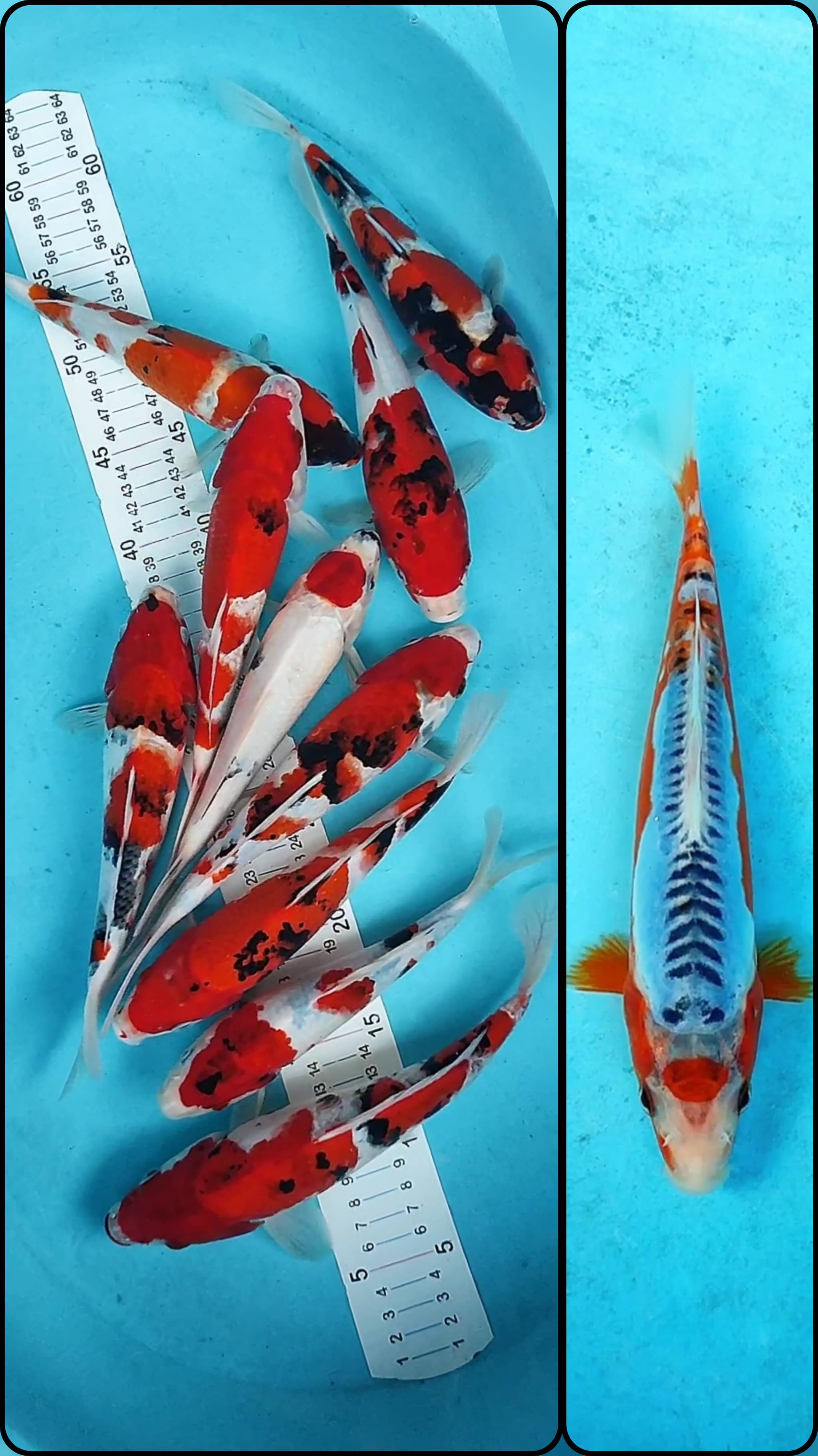 Lelang Koi Online, Jual Beli Ikan Koi, Pasar Koi Terbaik, Agen Lelang Koi, Penawaran Koi Berkualitas, Harga Jual Koi, Lelang Ikan Koi Import, Beli Koi Online, Jual Koi Murah, Koi Showroom, Penjual Koi Terpercaya, Lelang Koi Jakarta, Jual Koi Lokal, Koi Kualitas Unggul, Harga Terbaik Koi, Jual Koi Indukan, Lelang Ikan Hias Koi, Pasar Koi Indonesia, Beli Koi Berkualitas Tinggi, Koi Farm Terbesar, Jual Beli Koi Impor, Lelang Ikan Koi Kualitas Premium, Daftar Harga Koi Terbaru, Pusat Jual Beli Koi, Info Lelang Koi Hari Ini.