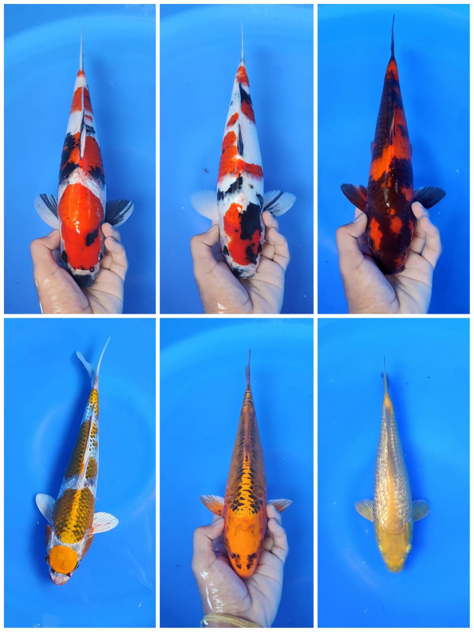 Lelang Koi Online, Jual Beli Ikan Koi, Pasar Koi Terbaik, Agen Lelang Koi, Penawaran Koi Berkualitas, Harga Jual Koi, Lelang Ikan Koi Import, Beli Koi Online, Jual Koi Murah, Koi Showroom, Penjual Koi Terpercaya, Lelang Koi Jakarta, Jual Koi Lokal, Koi Kualitas Unggul, Harga Terbaik Koi, Jual Koi Indukan, Lelang Ikan Hias Koi, Pasar Koi Indonesia, Beli Koi Berkualitas Tinggi, Koi Farm Terbesar, Jual Beli Koi Impor, Lelang Ikan Koi Kualitas Premium, Daftar Harga Koi Terbaru, Pusat Jual Beli Koi, Info Lelang Koi Hari Ini.