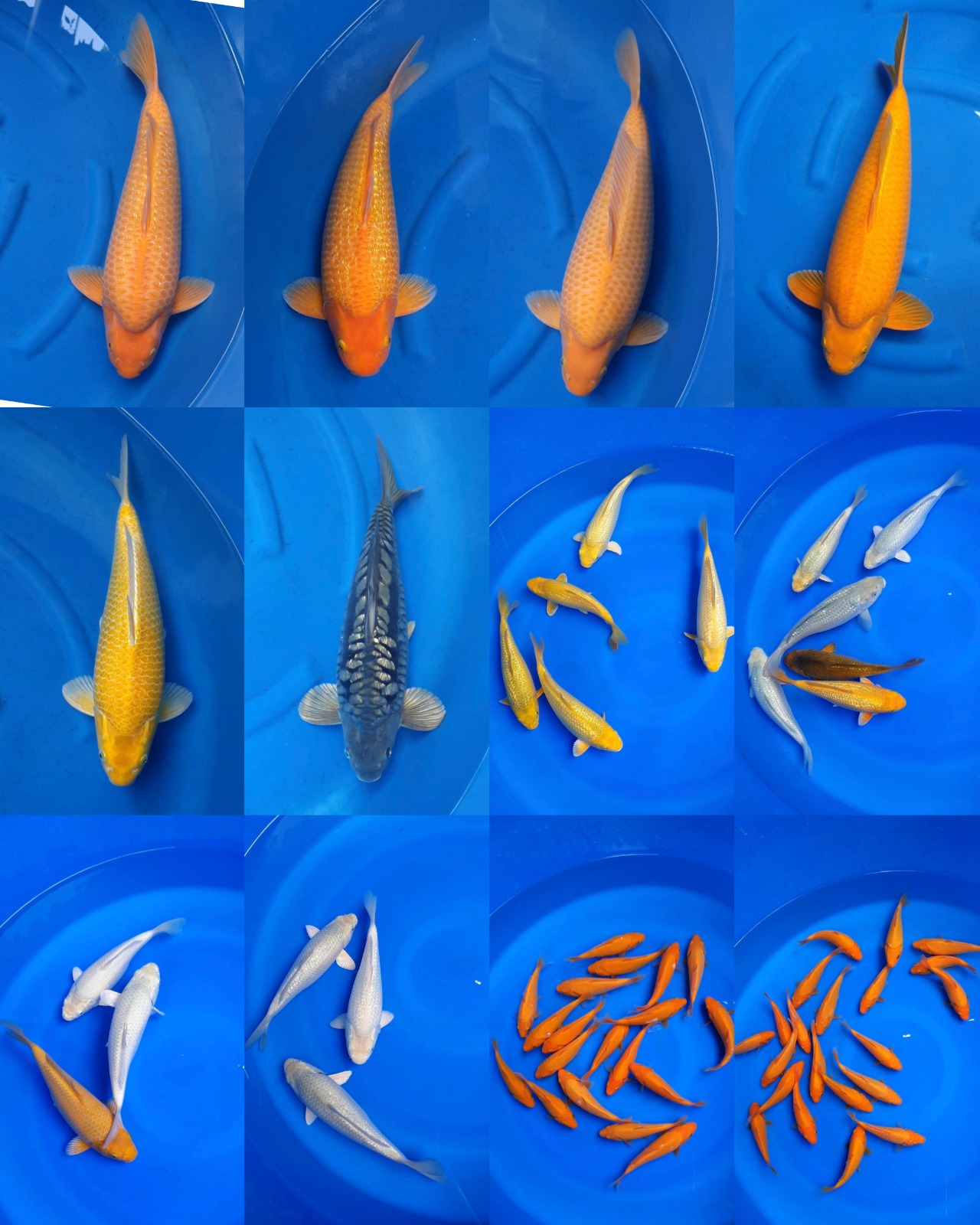 Lelang Koi Online, Jual Beli Ikan Koi, Pasar Koi Terbaik, Agen Lelang Koi, Penawaran Koi Berkualitas, Harga Jual Koi, Lelang Ikan Koi Import, Beli Koi Online, Jual Koi Murah, Koi Showroom, Penjual Koi Terpercaya, Lelang Koi Jakarta, Jual Koi Lokal, Koi Kualitas Unggul, Harga Terbaik Koi, Jual Koi Indukan, Lelang Ikan Hias Koi, Pasar Koi Indonesia, Beli Koi Berkualitas Tinggi, Koi Farm Terbesar, Jual Beli Koi Impor, Lelang Ikan Koi Kualitas Premium, Daftar Harga Koi Terbaru, Pusat Jual Beli Koi, Info Lelang Koi Hari Ini.