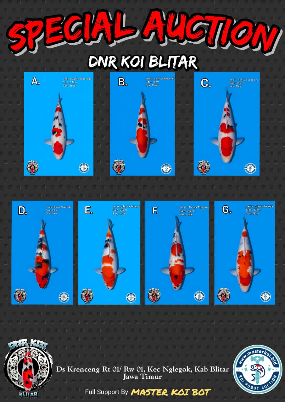 Lelang Koi Online, Jual Beli Ikan Koi, Pasar Koi Terbaik, Agen Lelang Koi, Penawaran Koi Berkualitas, Harga Jual Koi, Lelang Ikan Koi Import, Beli Koi Online, Jual Koi Murah, Koi Showroom, Penjual Koi Terpercaya, Lelang Koi Jakarta, Jual Koi Lokal, Koi Kualitas Unggul, Harga Terbaik Koi, Jual Koi Indukan, Lelang Ikan Hias Koi, Pasar Koi Indonesia, Beli Koi Berkualitas Tinggi, Koi Farm Terbesar, Jual Beli Koi Impor, Lelang Ikan Koi Kualitas Premium, Daftar Harga Koi Terbaru, Pusat Jual Beli Koi, Info Lelang Koi Hari Ini.