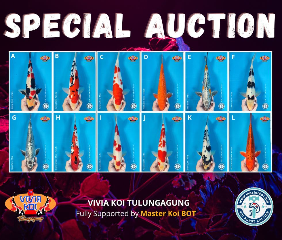Lelang Koi Online, Jual Beli Ikan Koi, Pasar Koi Terbaik, Agen Lelang Koi, Penawaran Koi Berkualitas, Harga Jual Koi, Lelang Ikan Koi Import, Beli Koi Online, Jual Koi Murah, Koi Showroom, Penjual Koi Terpercaya, Lelang Koi Jakarta, Jual Koi Lokal, Koi Kualitas Unggul, Harga Terbaik Koi, Jual Koi Indukan, Lelang Ikan Hias Koi, Pasar Koi Indonesia, Beli Koi Berkualitas Tinggi, Koi Farm Terbesar, Jual Beli Koi Impor, Lelang Ikan Koi Kualitas Premium, Daftar Harga Koi Terbaru, Pusat Jual Beli Koi, Info Lelang Koi Hari Ini.