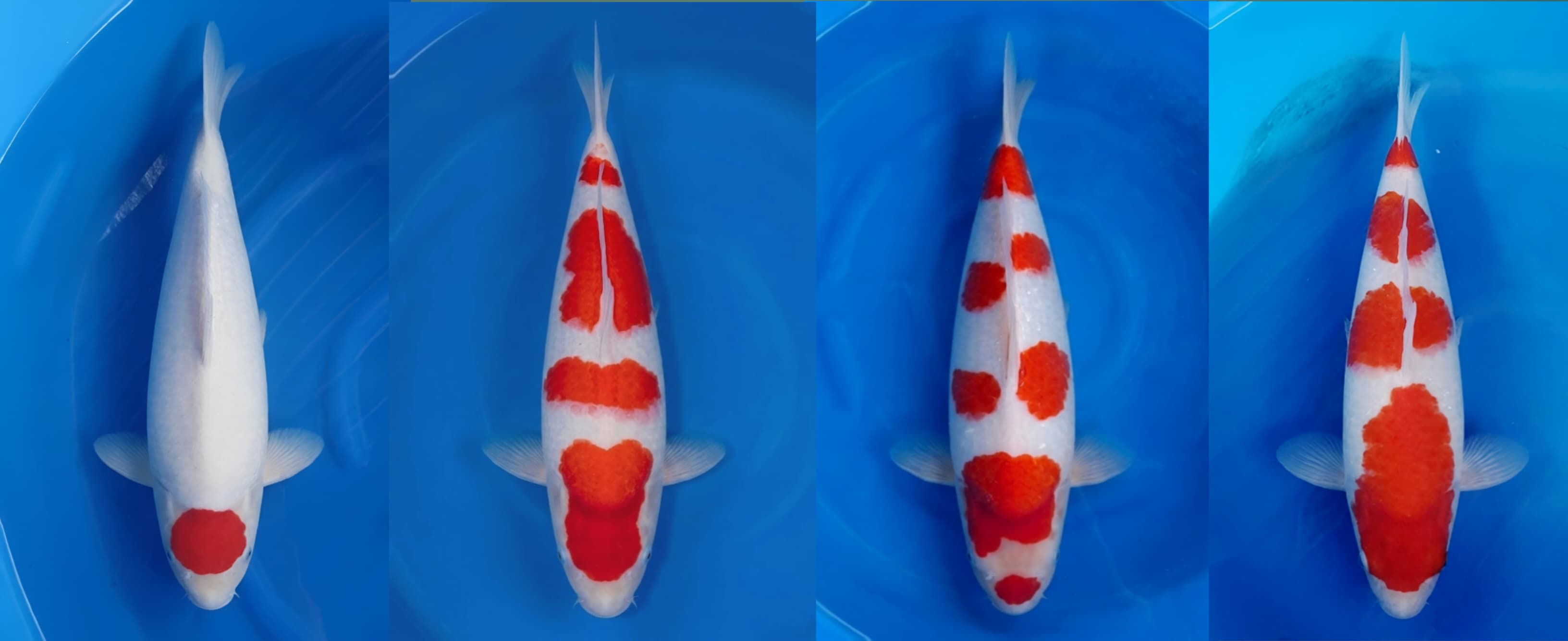 Lelang Koi Online, Jual Beli Ikan Koi, Pasar Koi Terbaik, Agen Lelang Koi, Penawaran Koi Berkualitas, Harga Jual Koi, Lelang Ikan Koi Import, Beli Koi Online, Jual Koi Murah, Koi Showroom, Penjual Koi Terpercaya, Lelang Koi Jakarta, Jual Koi Lokal, Koi Kualitas Unggul, Harga Terbaik Koi, Jual Koi Indukan, Lelang Ikan Hias Koi, Pasar Koi Indonesia, Beli Koi Berkualitas Tinggi, Koi Farm Terbesar, Jual Beli Koi Impor, Lelang Ikan Koi Kualitas Premium, Daftar Harga Koi Terbaru, Pusat Jual Beli Koi, Info Lelang Koi Hari Ini.