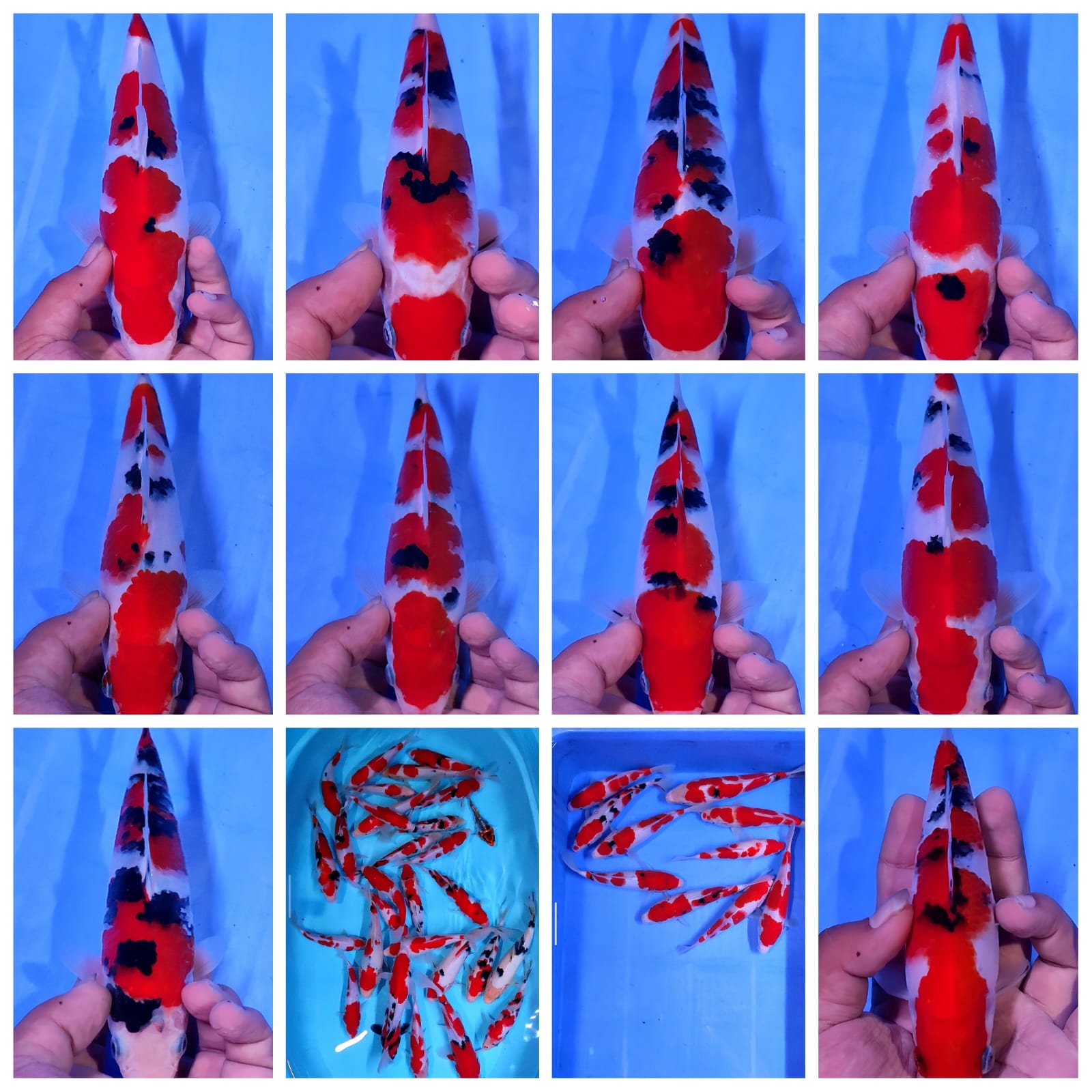 Lelang Koi Online, Jual Beli Ikan Koi, Pasar Koi Terbaik, Agen Lelang Koi, Penawaran Koi Berkualitas, Harga Jual Koi, Lelang Ikan Koi Import, Beli Koi Online, Jual Koi Murah, Koi Showroom, Penjual Koi Terpercaya, Lelang Koi Jakarta, Jual Koi Lokal, Koi Kualitas Unggul, Harga Terbaik Koi, Jual Koi Indukan, Lelang Ikan Hias Koi, Pasar Koi Indonesia, Beli Koi Berkualitas Tinggi, Koi Farm Terbesar, Jual Beli Koi Impor, Lelang Ikan Koi Kualitas Premium, Daftar Harga Koi Terbaru, Pusat Jual Beli Koi, Info Lelang Koi Hari Ini.
