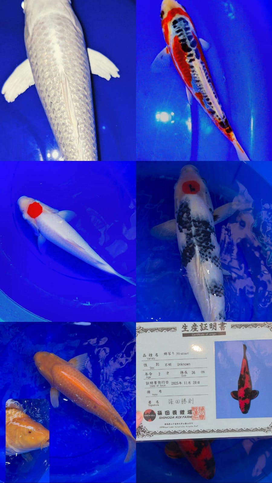 Lelang Koi Online, Jual Beli Ikan Koi, Pasar Koi Terbaik, Agen Lelang Koi, Penawaran Koi Berkualitas, Harga Jual Koi, Lelang Ikan Koi Import, Beli Koi Online, Jual Koi Murah, Koi Showroom, Penjual Koi Terpercaya, Lelang Koi Jakarta, Jual Koi Lokal, Koi Kualitas Unggul, Harga Terbaik Koi, Jual Koi Indukan, Lelang Ikan Hias Koi, Pasar Koi Indonesia, Beli Koi Berkualitas Tinggi, Koi Farm Terbesar, Jual Beli Koi Impor, Lelang Ikan Koi Kualitas Premium, Daftar Harga Koi Terbaru, Pusat Jual Beli Koi, Info Lelang Koi Hari Ini.