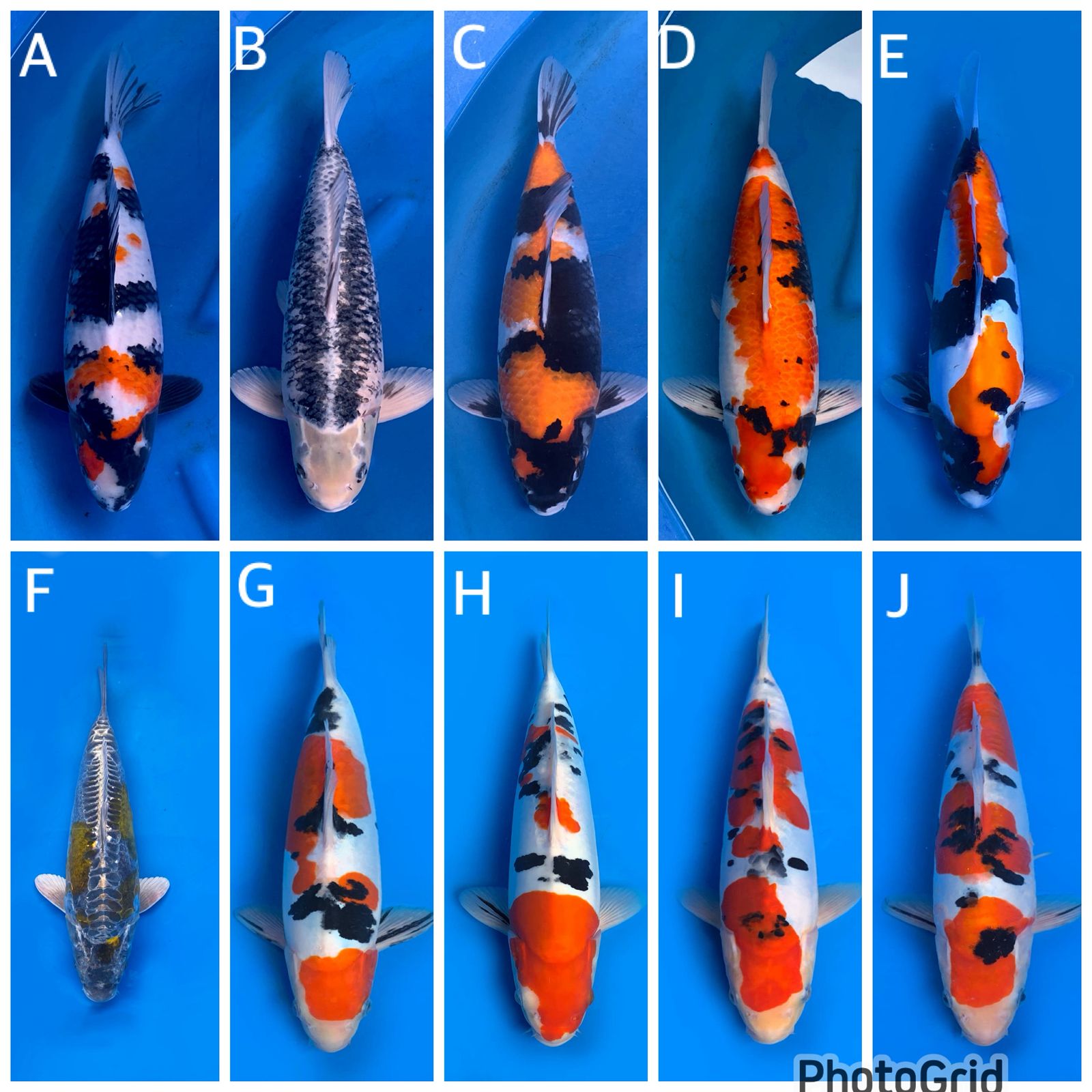 Lelang Koi Online, Jual Beli Ikan Koi, Pasar Koi Terbaik, Agen Lelang Koi, Penawaran Koi Berkualitas, Harga Jual Koi, Lelang Ikan Koi Import, Beli Koi Online, Jual Koi Murah, Koi Showroom, Penjual Koi Terpercaya, Lelang Koi Jakarta, Jual Koi Lokal, Koi Kualitas Unggul, Harga Terbaik Koi, Jual Koi Indukan, Lelang Ikan Hias Koi, Pasar Koi Indonesia, Beli Koi Berkualitas Tinggi, Koi Farm Terbesar, Jual Beli Koi Impor, Lelang Ikan Koi Kualitas Premium, Daftar Harga Koi Terbaru, Pusat Jual Beli Koi, Info Lelang Koi Hari Ini.