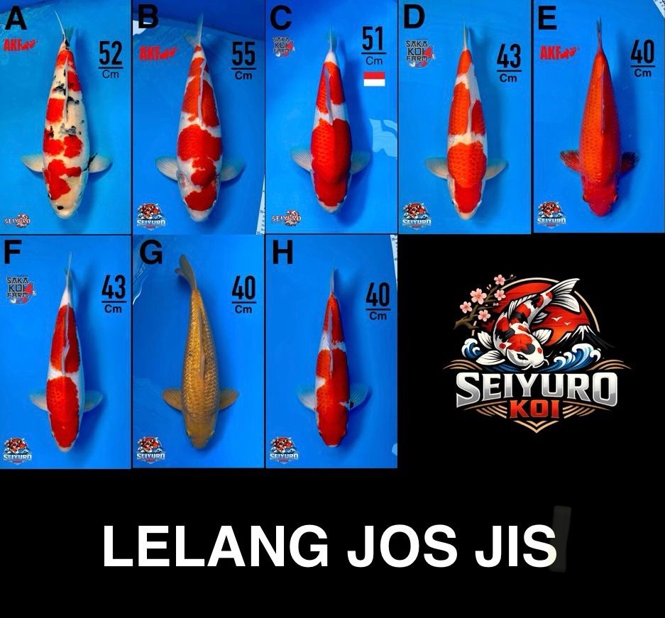 Lelang Koi Online, Jual Beli Ikan Koi, Pasar Koi Terbaik, Agen Lelang Koi, Penawaran Koi Berkualitas, Harga Jual Koi, Lelang Ikan Koi Import, Beli Koi Online, Jual Koi Murah, Koi Showroom, Penjual Koi Terpercaya, Lelang Koi Jakarta, Jual Koi Lokal, Koi Kualitas Unggul, Harga Terbaik Koi, Jual Koi Indukan, Lelang Ikan Hias Koi, Pasar Koi Indonesia, Beli Koi Berkualitas Tinggi, Koi Farm Terbesar, Jual Beli Koi Impor, Lelang Ikan Koi Kualitas Premium, Daftar Harga Koi Terbaru, Pusat Jual Beli Koi, Info Lelang Koi Hari Ini.