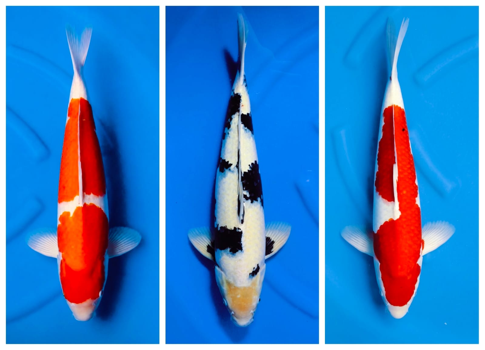 Lelang Koi Online, Jual Beli Ikan Koi, Pasar Koi Terbaik, Agen Lelang Koi, Penawaran Koi Berkualitas, Harga Jual Koi, Lelang Ikan Koi Import, Beli Koi Online, Jual Koi Murah, Koi Showroom, Penjual Koi Terpercaya, Lelang Koi Jakarta, Jual Koi Lokal, Koi Kualitas Unggul, Harga Terbaik Koi, Jual Koi Indukan, Lelang Ikan Hias Koi, Pasar Koi Indonesia, Beli Koi Berkualitas Tinggi, Koi Farm Terbesar, Jual Beli Koi Impor, Lelang Ikan Koi Kualitas Premium, Daftar Harga Koi Terbaru, Pusat Jual Beli Koi, Info Lelang Koi Hari Ini.