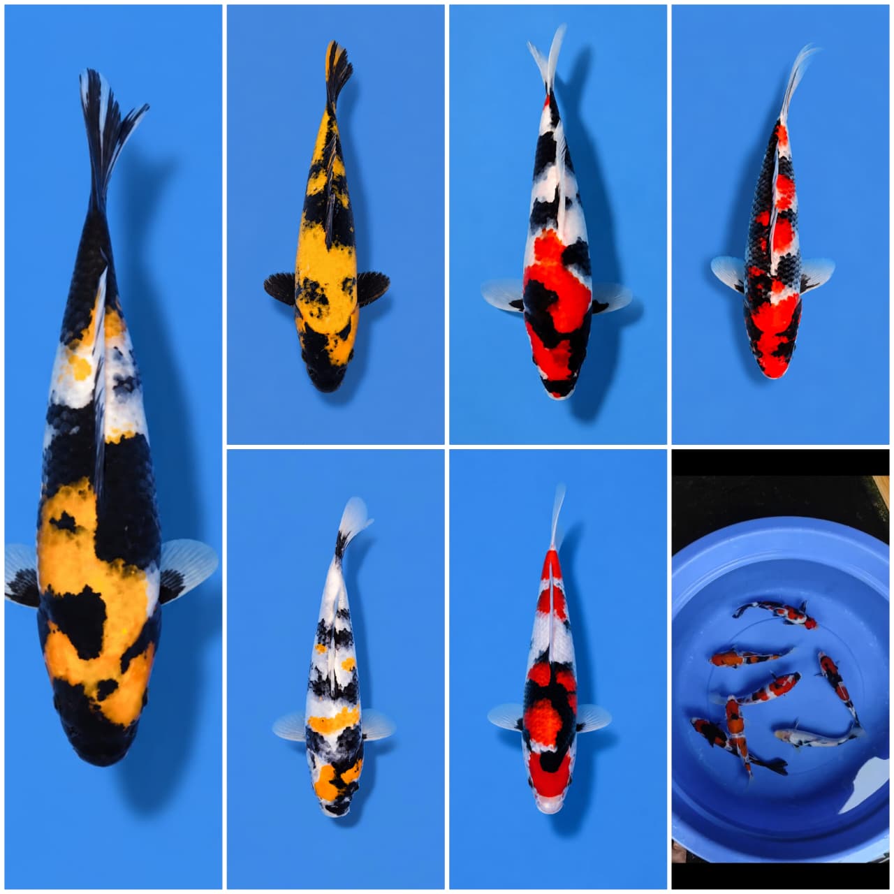 Lelang Koi Online, Jual Beli Ikan Koi, Pasar Koi Terbaik, Agen Lelang Koi, Penawaran Koi Berkualitas, Harga Jual Koi, Lelang Ikan Koi Import, Beli Koi Online, Jual Koi Murah, Koi Showroom, Penjual Koi Terpercaya, Lelang Koi Jakarta, Jual Koi Lokal, Koi Kualitas Unggul, Harga Terbaik Koi, Jual Koi Indukan, Lelang Ikan Hias Koi, Pasar Koi Indonesia, Beli Koi Berkualitas Tinggi, Koi Farm Terbesar, Jual Beli Koi Impor, Lelang Ikan Koi Kualitas Premium, Daftar Harga Koi Terbaru, Pusat Jual Beli Koi, Info Lelang Koi Hari Ini.