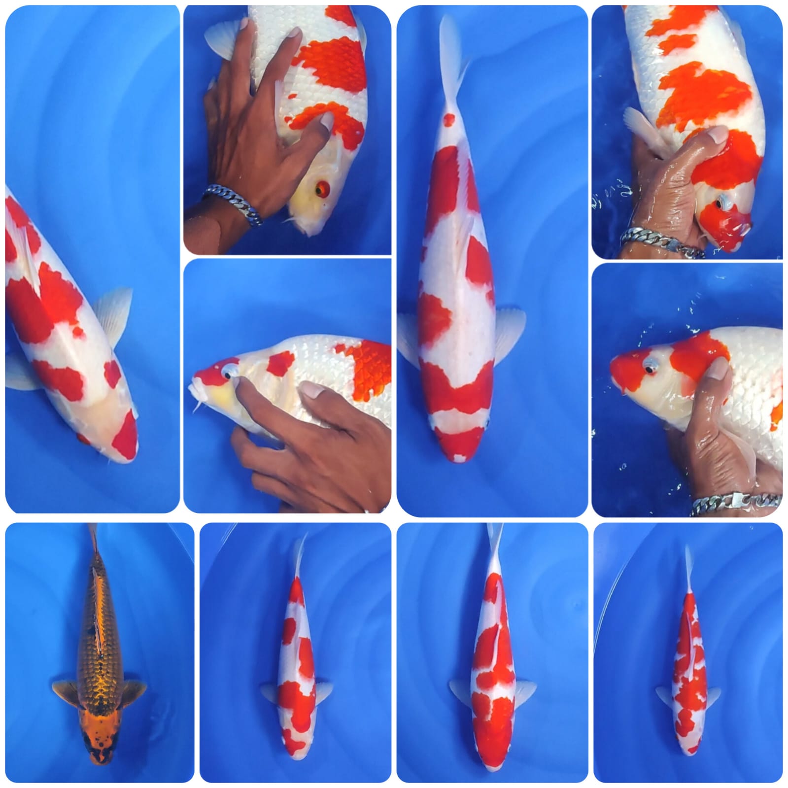 Lelang Koi Online, Jual Beli Ikan Koi, Pasar Koi Terbaik, Agen Lelang Koi, Penawaran Koi Berkualitas, Harga Jual Koi, Lelang Ikan Koi Import, Beli Koi Online, Jual Koi Murah, Koi Showroom, Penjual Koi Terpercaya, Lelang Koi Jakarta, Jual Koi Lokal, Koi Kualitas Unggul, Harga Terbaik Koi, Jual Koi Indukan, Lelang Ikan Hias Koi, Pasar Koi Indonesia, Beli Koi Berkualitas Tinggi, Koi Farm Terbesar, Jual Beli Koi Impor, Lelang Ikan Koi Kualitas Premium, Daftar Harga Koi Terbaru, Pusat Jual Beli Koi, Info Lelang Koi Hari Ini.