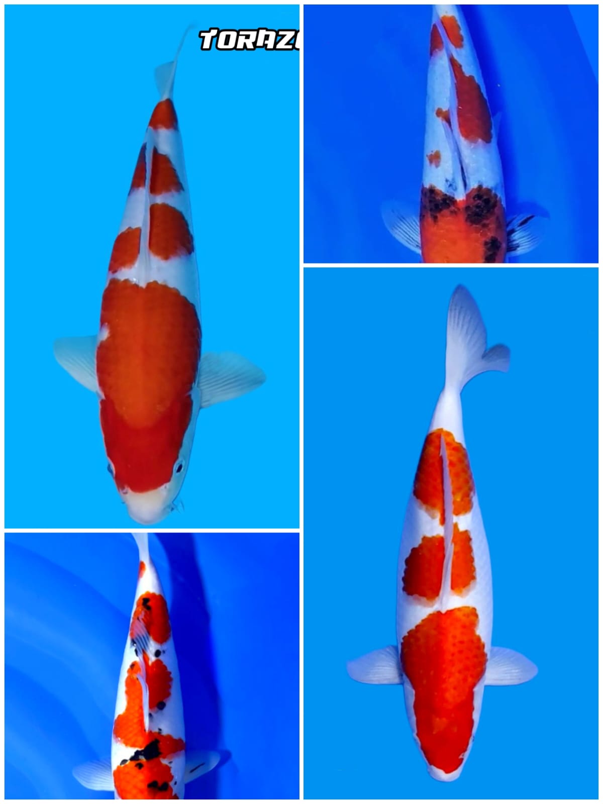 Lelang Koi Online, Jual Beli Ikan Koi, Pasar Koi Terbaik, Agen Lelang Koi, Penawaran Koi Berkualitas, Harga Jual Koi, Lelang Ikan Koi Import, Beli Koi Online, Jual Koi Murah, Koi Showroom, Penjual Koi Terpercaya, Lelang Koi Jakarta, Jual Koi Lokal, Koi Kualitas Unggul, Harga Terbaik Koi, Jual Koi Indukan, Lelang Ikan Hias Koi, Pasar Koi Indonesia, Beli Koi Berkualitas Tinggi, Koi Farm Terbesar, Jual Beli Koi Impor, Lelang Ikan Koi Kualitas Premium, Daftar Harga Koi Terbaru, Pusat Jual Beli Koi, Info Lelang Koi Hari Ini.