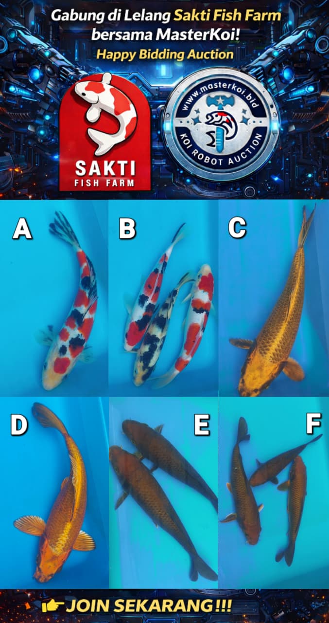 Lelang Koi Online, Jual Beli Ikan Koi, Pasar Koi Terbaik, Agen Lelang Koi, Penawaran Koi Berkualitas, Harga Jual Koi, Lelang Ikan Koi Import, Beli Koi Online, Jual Koi Murah, Koi Showroom, Penjual Koi Terpercaya, Lelang Koi Jakarta, Jual Koi Lokal, Koi Kualitas Unggul, Harga Terbaik Koi, Jual Koi Indukan, Lelang Ikan Hias Koi, Pasar Koi Indonesia, Beli Koi Berkualitas Tinggi, Koi Farm Terbesar, Jual Beli Koi Impor, Lelang Ikan Koi Kualitas Premium, Daftar Harga Koi Terbaru, Pusat Jual Beli Koi, Info Lelang Koi Hari Ini.
