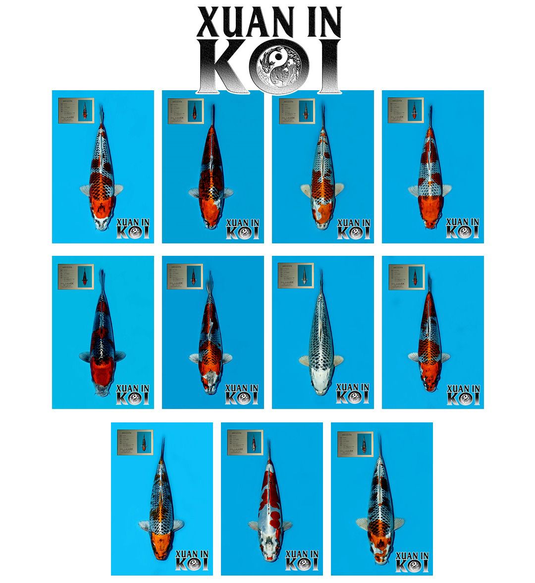 Lelang Koi Online, Jual Beli Ikan Koi, Pasar Koi Terbaik, Agen Lelang Koi, Penawaran Koi Berkualitas, Harga Jual Koi, Lelang Ikan Koi Import, Beli Koi Online, Jual Koi Murah, Koi Showroom, Penjual Koi Terpercaya, Lelang Koi Jakarta, Jual Koi Lokal, Koi Kualitas Unggul, Harga Terbaik Koi, Jual Koi Indukan, Lelang Ikan Hias Koi, Pasar Koi Indonesia, Beli Koi Berkualitas Tinggi, Koi Farm Terbesar, Jual Beli Koi Impor, Lelang Ikan Koi Kualitas Premium, Daftar Harga Koi Terbaru, Pusat Jual Beli Koi, Info Lelang Koi Hari Ini.