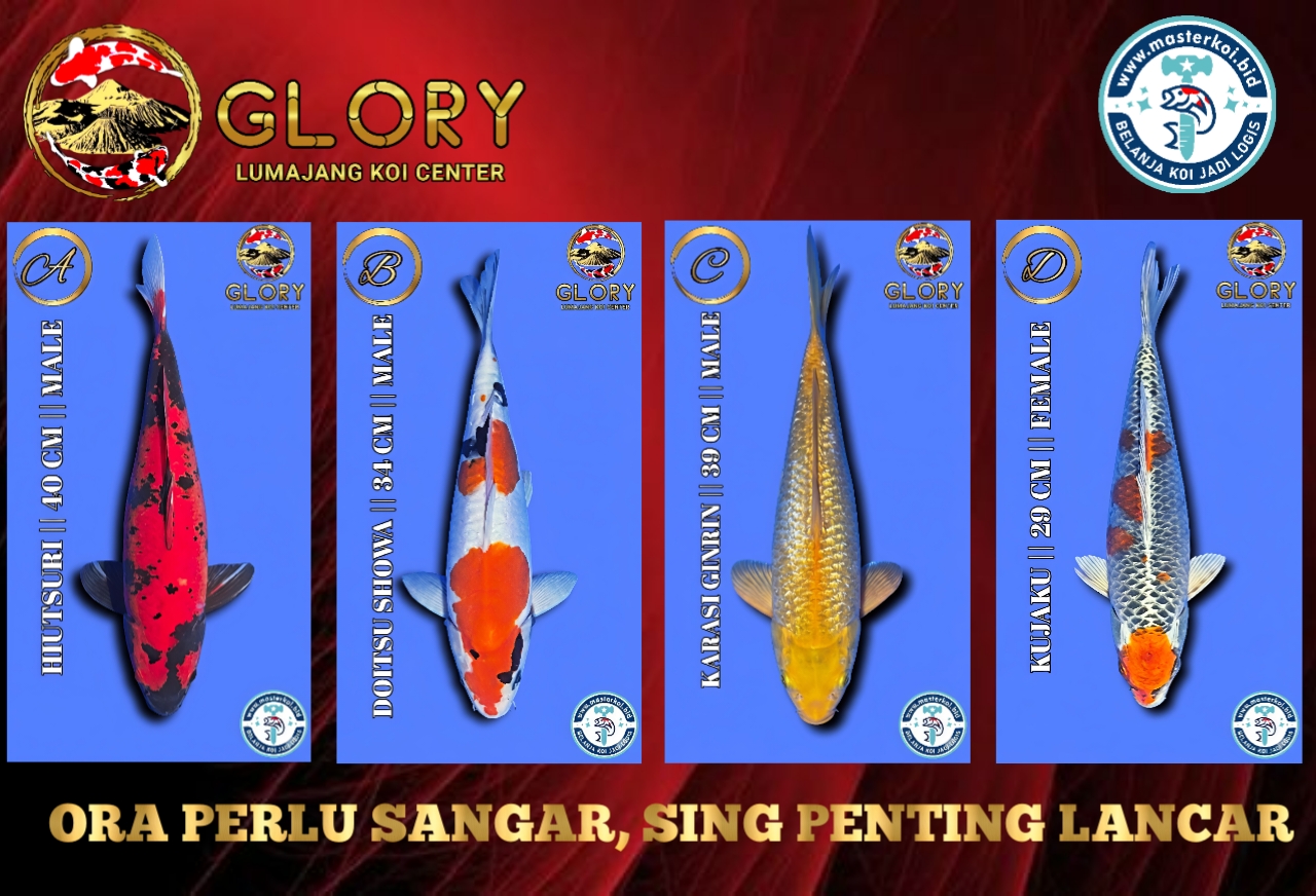 Lelang Koi Online, Jual Beli Ikan Koi, Pasar Koi Terbaik, Agen Lelang Koi, Penawaran Koi Berkualitas, Harga Jual Koi, Lelang Ikan Koi Import, Beli Koi Online, Jual Koi Murah, Koi Showroom, Penjual Koi Terpercaya, Lelang Koi Jakarta, Jual Koi Lokal, Koi Kualitas Unggul, Harga Terbaik Koi, Jual Koi Indukan, Lelang Ikan Hias Koi, Pasar Koi Indonesia, Beli Koi Berkualitas Tinggi, Koi Farm Terbesar, Jual Beli Koi Impor, Lelang Ikan Koi Kualitas Premium, Daftar Harga Koi Terbaru, Pusat Jual Beli Koi, Info Lelang Koi Hari Ini.