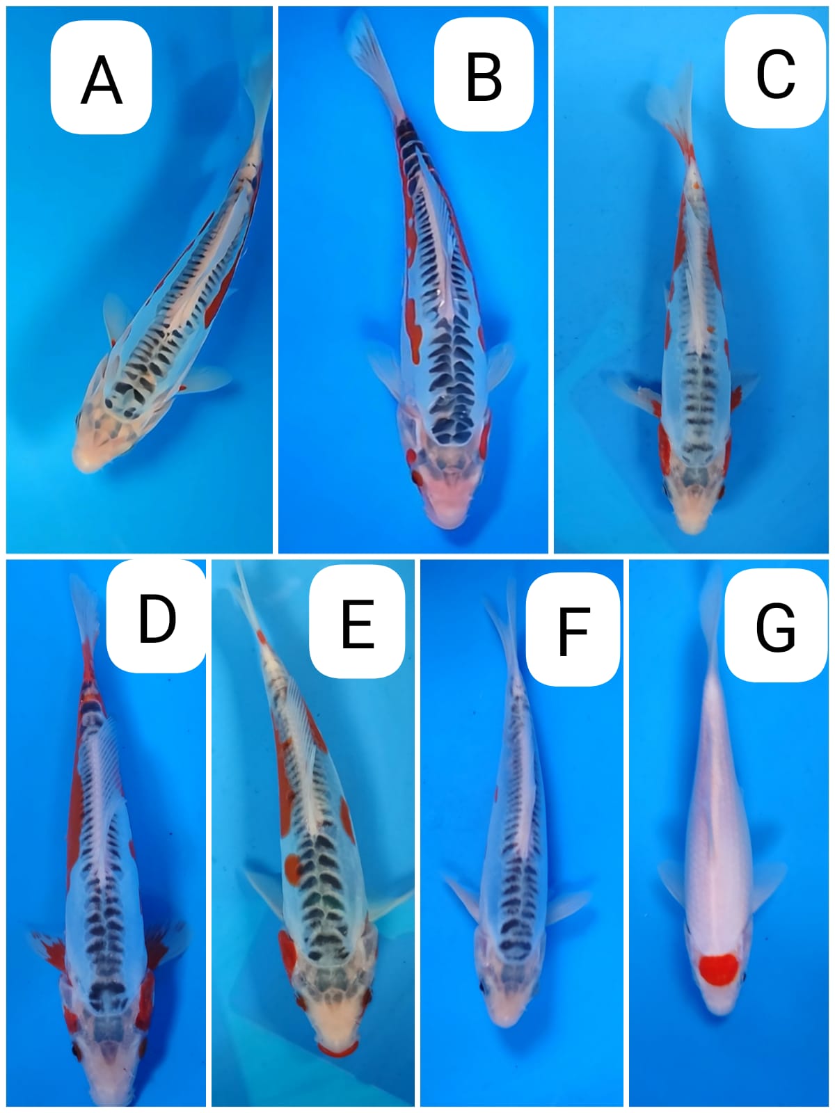 Lelang Koi Online, Jual Beli Ikan Koi, Pasar Koi Terbaik, Agen Lelang Koi, Penawaran Koi Berkualitas, Harga Jual Koi, Lelang Ikan Koi Import, Beli Koi Online, Jual Koi Murah, Koi Showroom, Penjual Koi Terpercaya, Lelang Koi Jakarta, Jual Koi Lokal, Koi Kualitas Unggul, Harga Terbaik Koi, Jual Koi Indukan, Lelang Ikan Hias Koi, Pasar Koi Indonesia, Beli Koi Berkualitas Tinggi, Koi Farm Terbesar, Jual Beli Koi Impor, Lelang Ikan Koi Kualitas Premium, Daftar Harga Koi Terbaru, Pusat Jual Beli Koi, Info Lelang Koi Hari Ini.