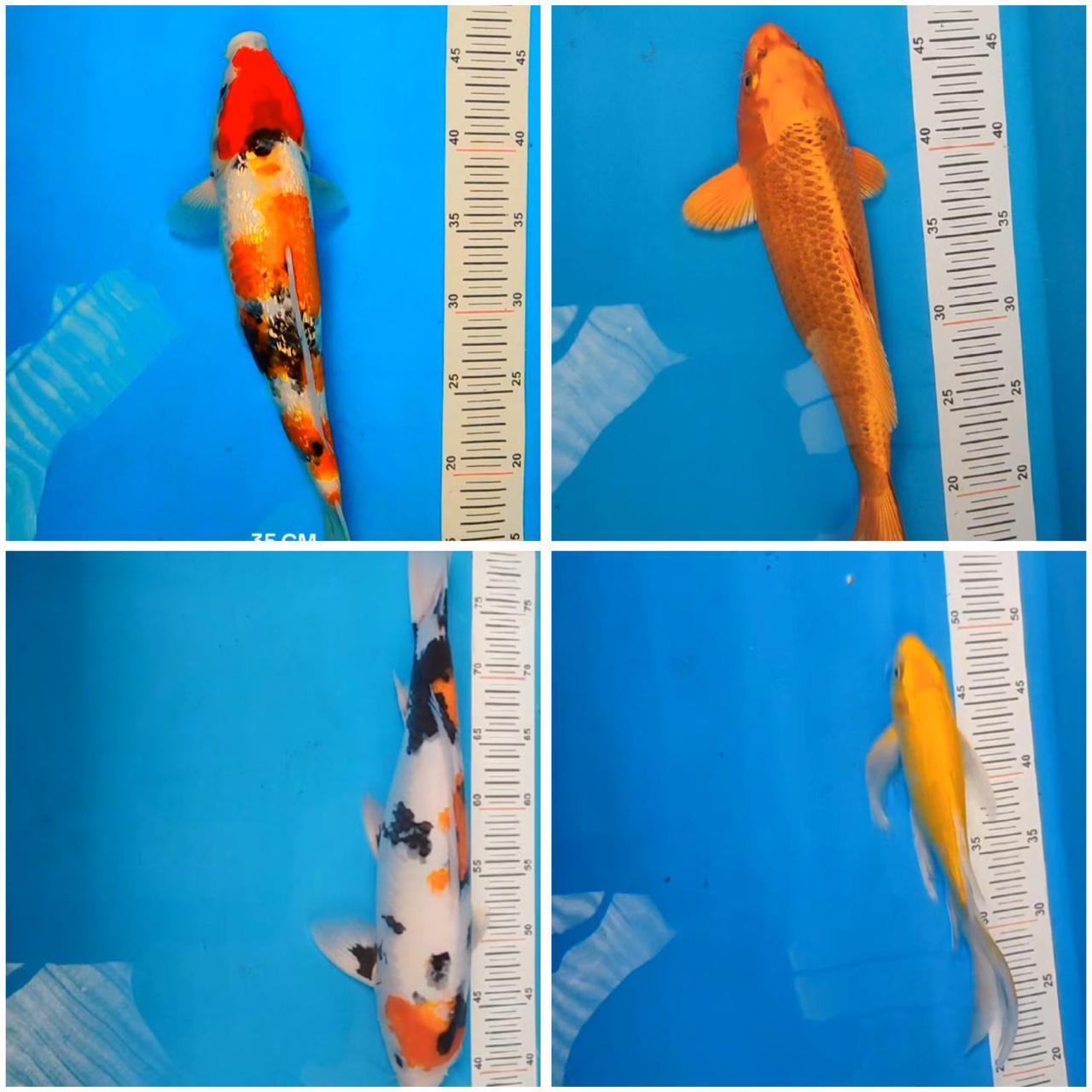 Lelang Koi Online, Jual Beli Ikan Koi, Pasar Koi Terbaik, Agen Lelang Koi, Penawaran Koi Berkualitas, Harga Jual Koi, Lelang Ikan Koi Import, Beli Koi Online, Jual Koi Murah, Koi Showroom, Penjual Koi Terpercaya, Lelang Koi Jakarta, Jual Koi Lokal, Koi Kualitas Unggul, Harga Terbaik Koi, Jual Koi Indukan, Lelang Ikan Hias Koi, Pasar Koi Indonesia, Beli Koi Berkualitas Tinggi, Koi Farm Terbesar, Jual Beli Koi Impor, Lelang Ikan Koi Kualitas Premium, Daftar Harga Koi Terbaru, Pusat Jual Beli Koi, Info Lelang Koi Hari Ini.
