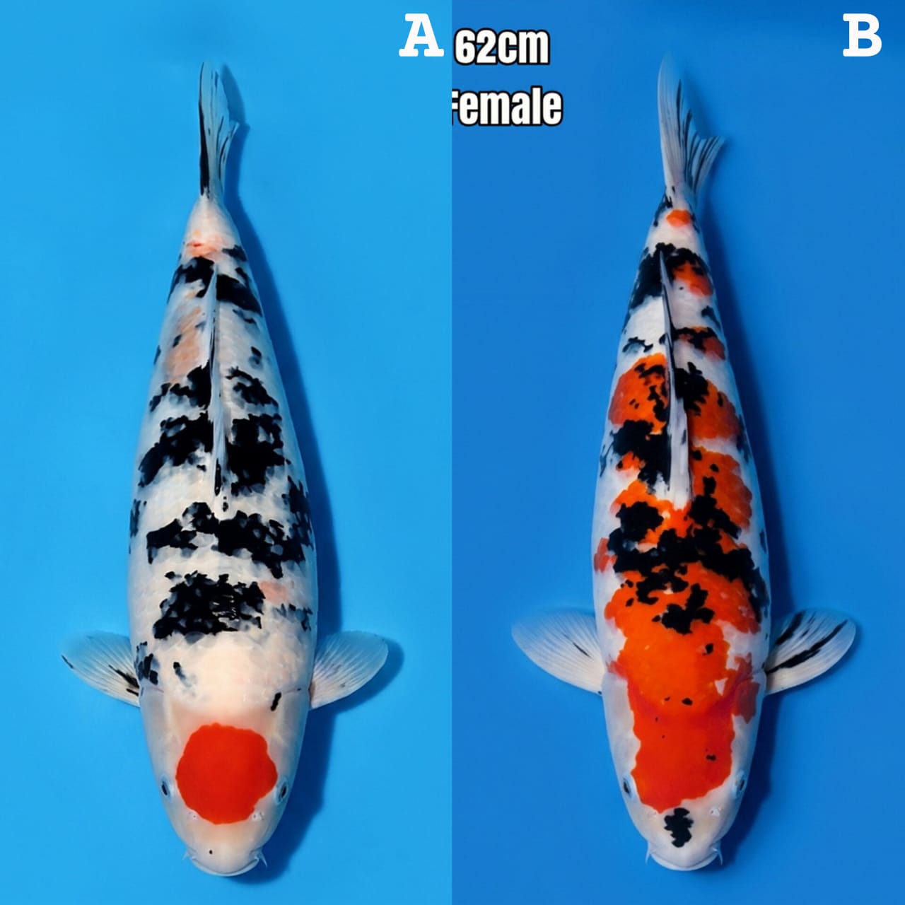 Lelang Koi Online, Jual Beli Ikan Koi, Pasar Koi Terbaik, Agen Lelang Koi, Penawaran Koi Berkualitas, Harga Jual Koi, Lelang Ikan Koi Import, Beli Koi Online, Jual Koi Murah, Koi Showroom, Penjual Koi Terpercaya, Lelang Koi Jakarta, Jual Koi Lokal, Koi Kualitas Unggul, Harga Terbaik Koi, Jual Koi Indukan, Lelang Ikan Hias Koi, Pasar Koi Indonesia, Beli Koi Berkualitas Tinggi, Koi Farm Terbesar, Jual Beli Koi Impor, Lelang Ikan Koi Kualitas Premium, Daftar Harga Koi Terbaru, Pusat Jual Beli Koi, Info Lelang Koi Hari Ini.