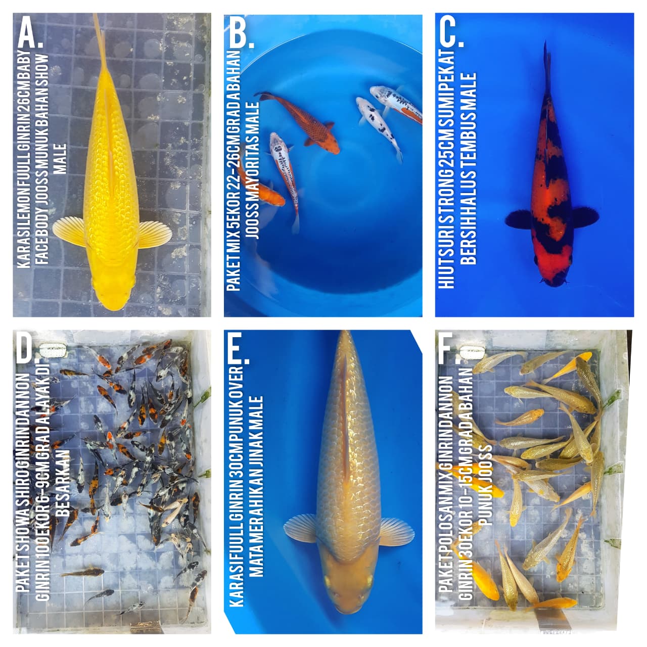 Lelang Koi Online, Jual Beli Ikan Koi, Pasar Koi Terbaik, Agen Lelang Koi, Penawaran Koi Berkualitas, Harga Jual Koi, Lelang Ikan Koi Import, Beli Koi Online, Jual Koi Murah, Koi Showroom, Penjual Koi Terpercaya, Lelang Koi Jakarta, Jual Koi Lokal, Koi Kualitas Unggul, Harga Terbaik Koi, Jual Koi Indukan, Lelang Ikan Hias Koi, Pasar Koi Indonesia, Beli Koi Berkualitas Tinggi, Koi Farm Terbesar, Jual Beli Koi Impor, Lelang Ikan Koi Kualitas Premium, Daftar Harga Koi Terbaru, Pusat Jual Beli Koi, Info Lelang Koi Hari Ini.