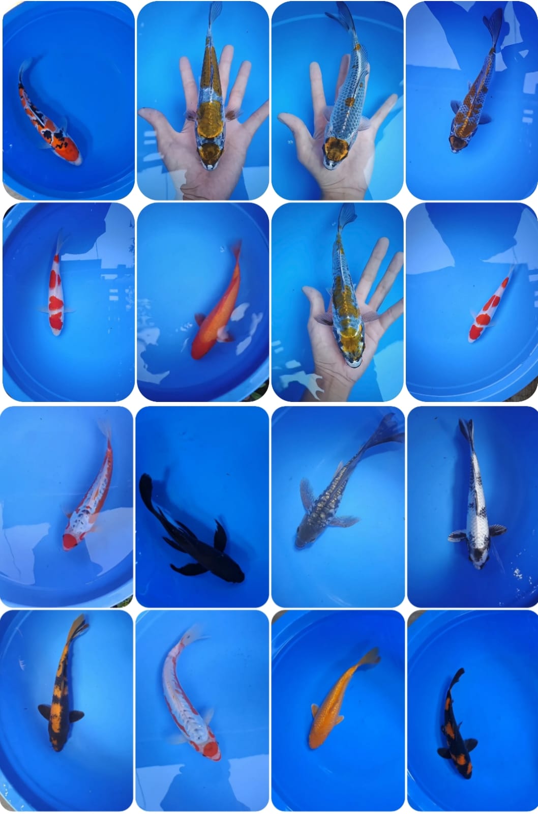 Lelang Koi Online, Jual Beli Ikan Koi, Pasar Koi Terbaik, Agen Lelang Koi, Penawaran Koi Berkualitas, Harga Jual Koi, Lelang Ikan Koi Import, Beli Koi Online, Jual Koi Murah, Koi Showroom, Penjual Koi Terpercaya, Lelang Koi Jakarta, Jual Koi Lokal, Koi Kualitas Unggul, Harga Terbaik Koi, Jual Koi Indukan, Lelang Ikan Hias Koi, Pasar Koi Indonesia, Beli Koi Berkualitas Tinggi, Koi Farm Terbesar, Jual Beli Koi Impor, Lelang Ikan Koi Kualitas Premium, Daftar Harga Koi Terbaru, Pusat Jual Beli Koi, Info Lelang Koi Hari Ini.