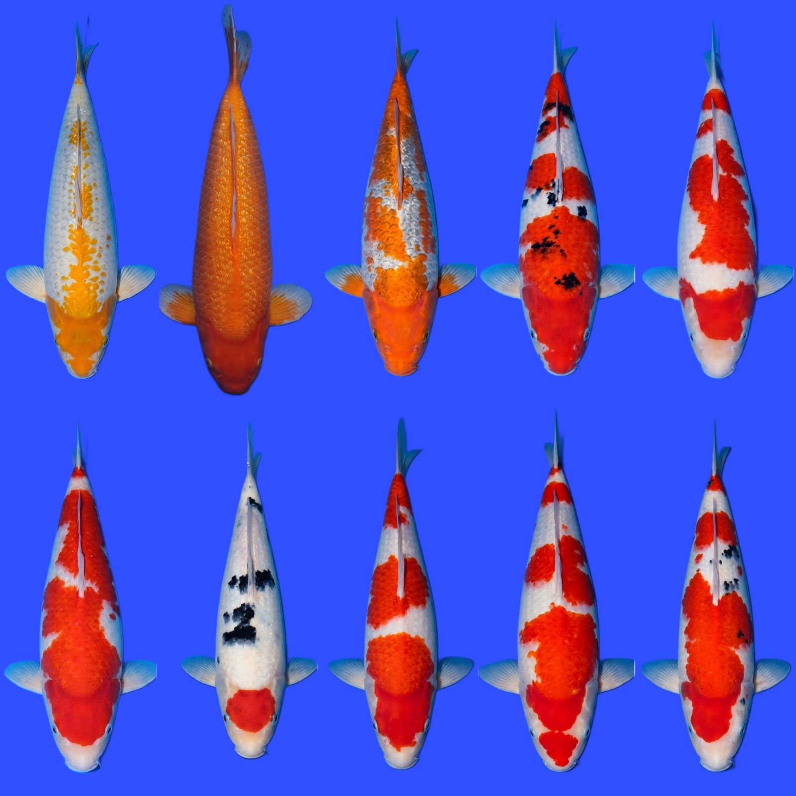 Lelang Koi Online, Jual Beli Ikan Koi, Pasar Koi Terbaik, Agen Lelang Koi, Penawaran Koi Berkualitas, Harga Jual Koi, Lelang Ikan Koi Import, Beli Koi Online, Jual Koi Murah, Koi Showroom, Penjual Koi Terpercaya, Lelang Koi Jakarta, Jual Koi Lokal, Koi Kualitas Unggul, Harga Terbaik Koi, Jual Koi Indukan, Lelang Ikan Hias Koi, Pasar Koi Indonesia, Beli Koi Berkualitas Tinggi, Koi Farm Terbesar, Jual Beli Koi Impor, Lelang Ikan Koi Kualitas Premium, Daftar Harga Koi Terbaru, Pusat Jual Beli Koi, Info Lelang Koi Hari Ini.