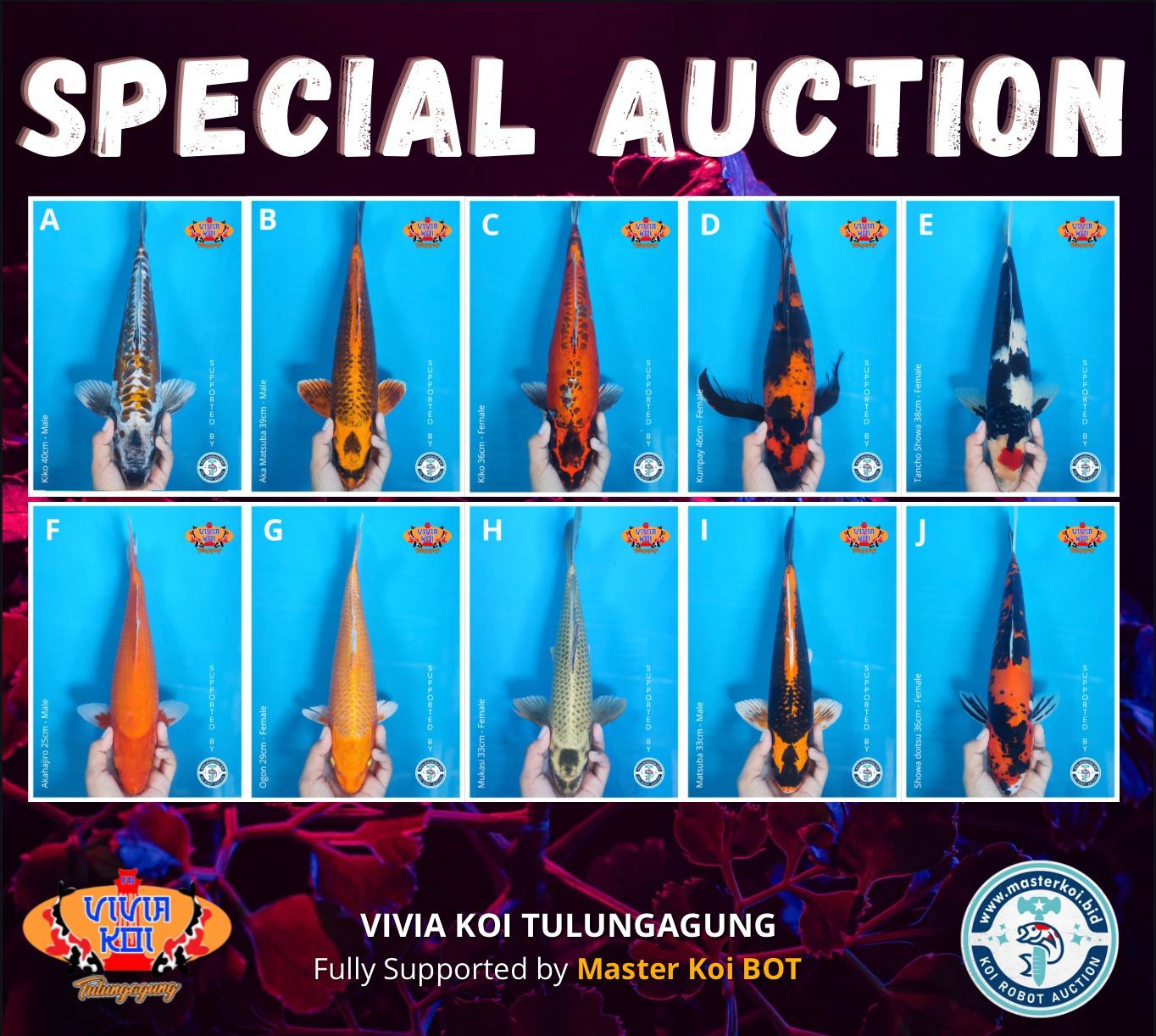 Lelang Koi Online, Jual Beli Ikan Koi, Pasar Koi Terbaik, Agen Lelang Koi, Penawaran Koi Berkualitas, Harga Jual Koi, Lelang Ikan Koi Import, Beli Koi Online, Jual Koi Murah, Koi Showroom, Penjual Koi Terpercaya, Lelang Koi Jakarta, Jual Koi Lokal, Koi Kualitas Unggul, Harga Terbaik Koi, Jual Koi Indukan, Lelang Ikan Hias Koi, Pasar Koi Indonesia, Beli Koi Berkualitas Tinggi, Koi Farm Terbesar, Jual Beli Koi Impor, Lelang Ikan Koi Kualitas Premium, Daftar Harga Koi Terbaru, Pusat Jual Beli Koi, Info Lelang Koi Hari Ini.