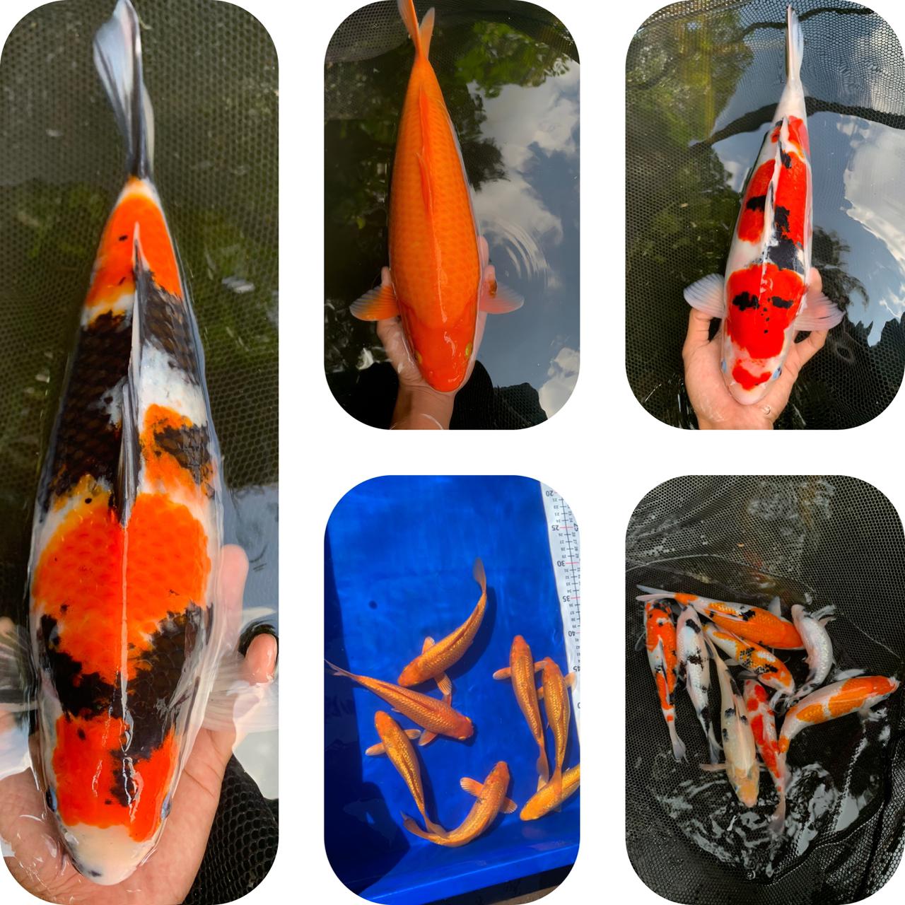 Lelang Koi Online, Jual Beli Ikan Koi, Pasar Koi Terbaik, Agen Lelang Koi, Penawaran Koi Berkualitas, Harga Jual Koi, Lelang Ikan Koi Import, Beli Koi Online, Jual Koi Murah, Koi Showroom, Penjual Koi Terpercaya, Lelang Koi Jakarta, Jual Koi Lokal, Koi Kualitas Unggul, Harga Terbaik Koi, Jual Koi Indukan, Lelang Ikan Hias Koi, Pasar Koi Indonesia, Beli Koi Berkualitas Tinggi, Koi Farm Terbesar, Jual Beli Koi Impor, Lelang Ikan Koi Kualitas Premium, Daftar Harga Koi Terbaru, Pusat Jual Beli Koi, Info Lelang Koi Hari Ini.