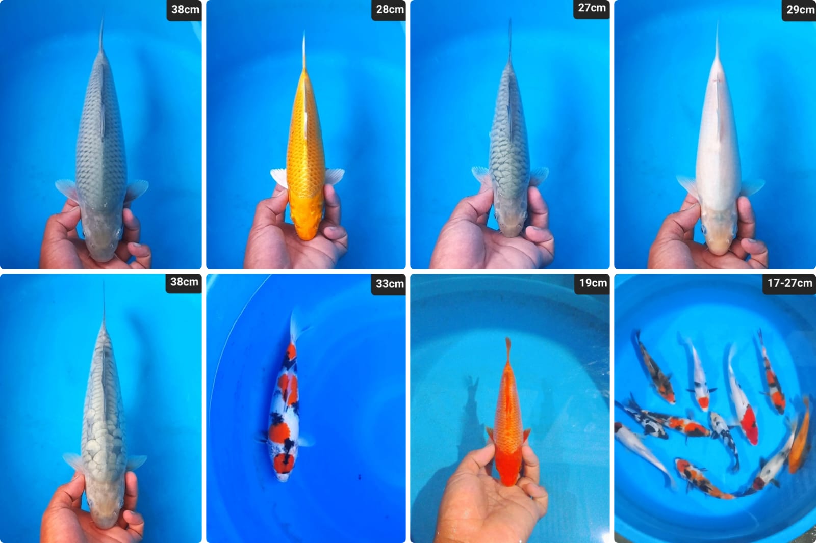 Lelang Koi Online, Jual Beli Ikan Koi, Pasar Koi Terbaik, Agen Lelang Koi, Penawaran Koi Berkualitas, Harga Jual Koi, Lelang Ikan Koi Import, Beli Koi Online, Jual Koi Murah, Koi Showroom, Penjual Koi Terpercaya, Lelang Koi Jakarta, Jual Koi Lokal, Koi Kualitas Unggul, Harga Terbaik Koi, Jual Koi Indukan, Lelang Ikan Hias Koi, Pasar Koi Indonesia, Beli Koi Berkualitas Tinggi, Koi Farm Terbesar, Jual Beli Koi Impor, Lelang Ikan Koi Kualitas Premium, Daftar Harga Koi Terbaru, Pusat Jual Beli Koi, Info Lelang Koi Hari Ini.