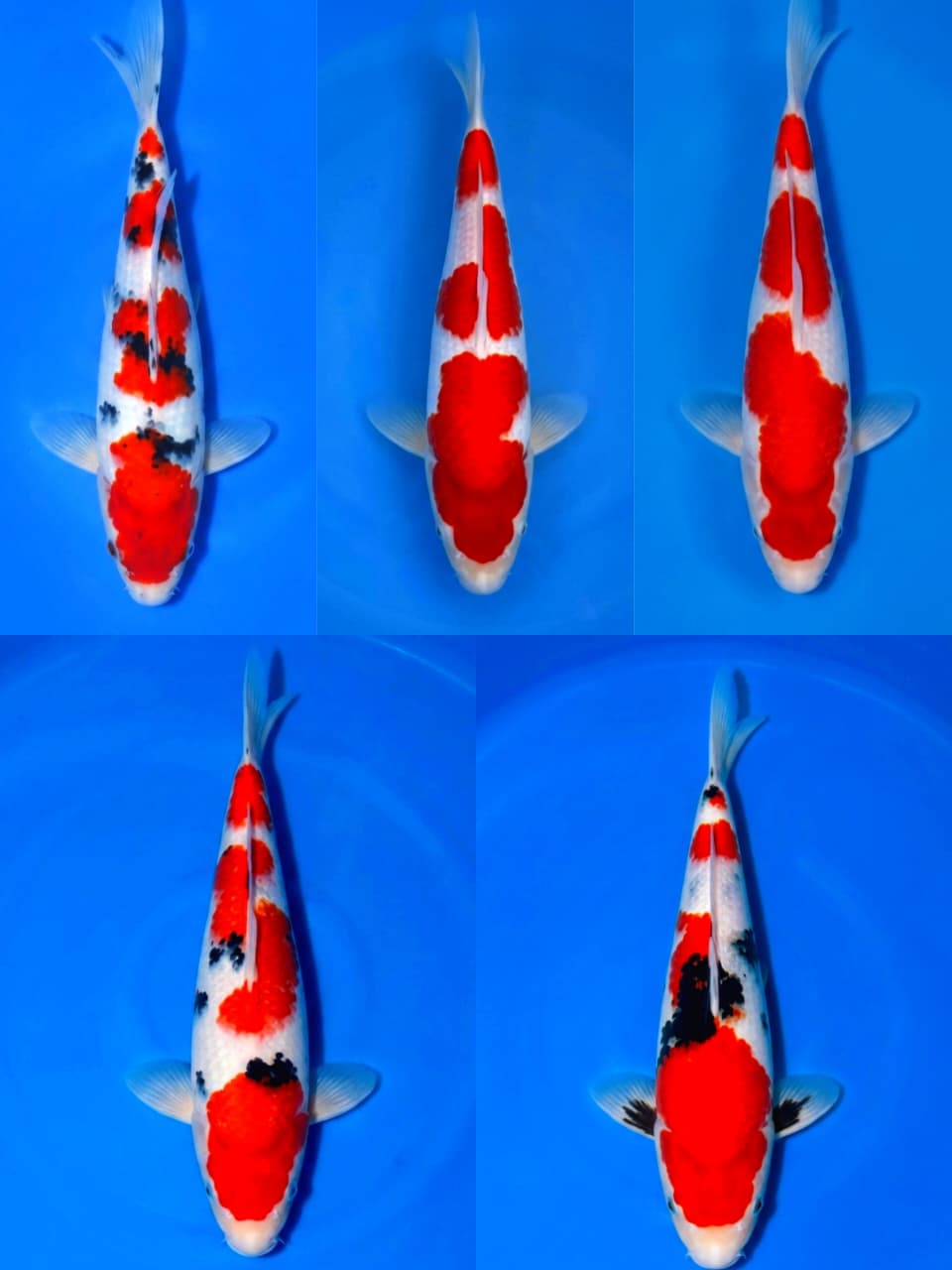 Lelang Koi Online, Jual Beli Ikan Koi, Pasar Koi Terbaik, Agen Lelang Koi, Penawaran Koi Berkualitas, Harga Jual Koi, Lelang Ikan Koi Import, Beli Koi Online, Jual Koi Murah, Koi Showroom, Penjual Koi Terpercaya, Lelang Koi Jakarta, Jual Koi Lokal, Koi Kualitas Unggul, Harga Terbaik Koi, Jual Koi Indukan, Lelang Ikan Hias Koi, Pasar Koi Indonesia, Beli Koi Berkualitas Tinggi, Koi Farm Terbesar, Jual Beli Koi Impor, Lelang Ikan Koi Kualitas Premium, Daftar Harga Koi Terbaru, Pusat Jual Beli Koi, Info Lelang Koi Hari Ini.