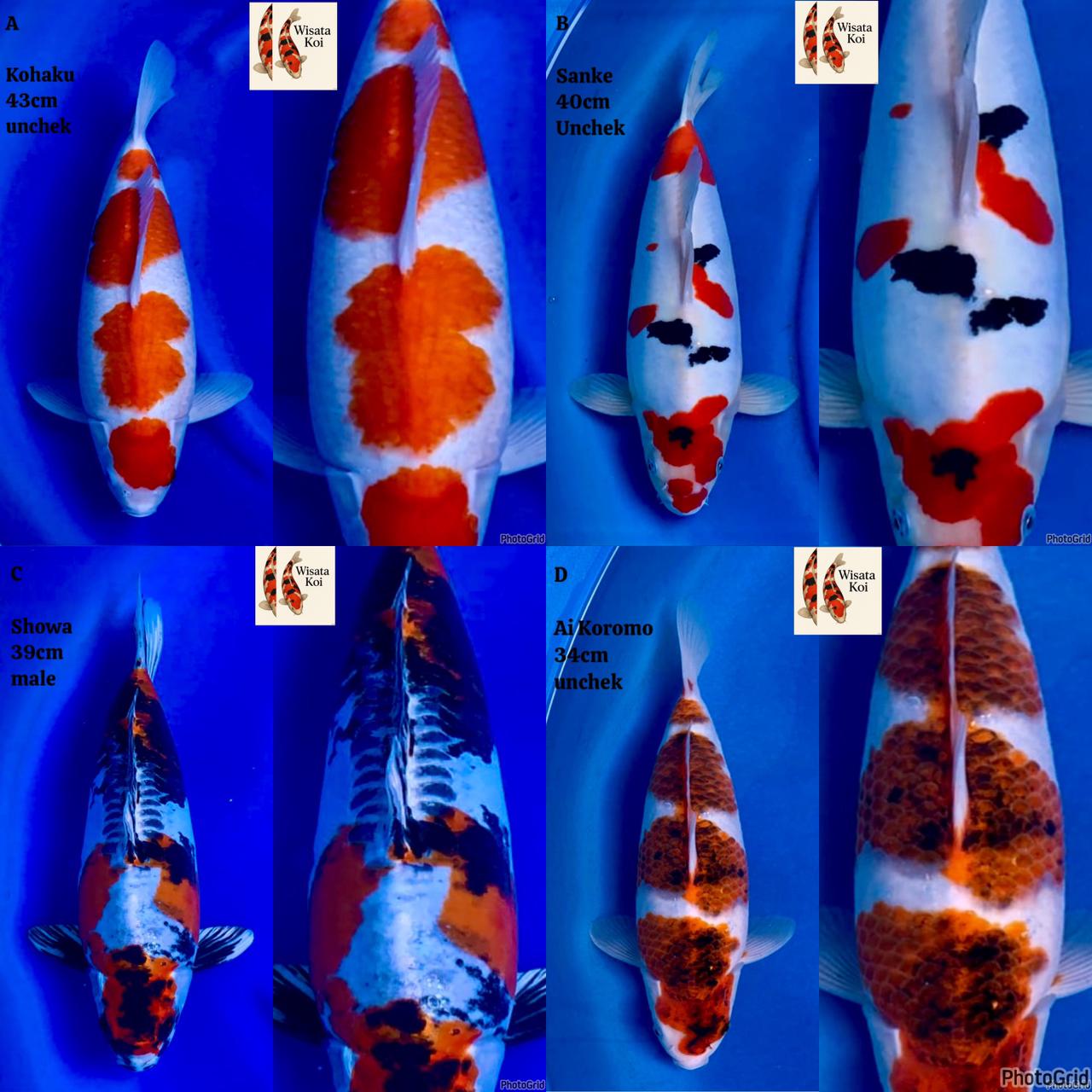 Lelang Koi Online, Jual Beli Ikan Koi, Pasar Koi Terbaik, Agen Lelang Koi, Penawaran Koi Berkualitas, Harga Jual Koi, Lelang Ikan Koi Import, Beli Koi Online, Jual Koi Murah, Koi Showroom, Penjual Koi Terpercaya, Lelang Koi Jakarta, Jual Koi Lokal, Koi Kualitas Unggul, Harga Terbaik Koi, Jual Koi Indukan, Lelang Ikan Hias Koi, Pasar Koi Indonesia, Beli Koi Berkualitas Tinggi, Koi Farm Terbesar, Jual Beli Koi Impor, Lelang Ikan Koi Kualitas Premium, Daftar Harga Koi Terbaru, Pusat Jual Beli Koi, Info Lelang Koi Hari Ini.