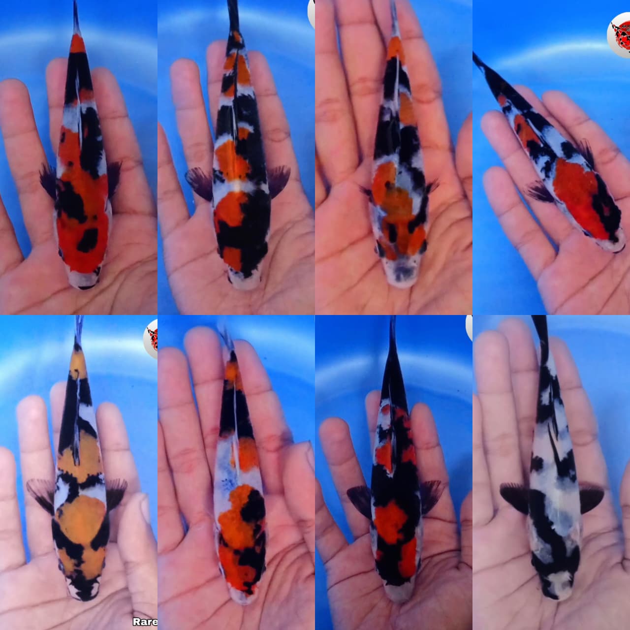 Lelang Koi Online, Jual Beli Ikan Koi, Pasar Koi Terbaik, Agen Lelang Koi, Penawaran Koi Berkualitas, Harga Jual Koi, Lelang Ikan Koi Import, Beli Koi Online, Jual Koi Murah, Koi Showroom, Penjual Koi Terpercaya, Lelang Koi Jakarta, Jual Koi Lokal, Koi Kualitas Unggul, Harga Terbaik Koi, Jual Koi Indukan, Lelang Ikan Hias Koi, Pasar Koi Indonesia, Beli Koi Berkualitas Tinggi, Koi Farm Terbesar, Jual Beli Koi Impor, Lelang Ikan Koi Kualitas Premium, Daftar Harga Koi Terbaru, Pusat Jual Beli Koi, Info Lelang Koi Hari Ini.