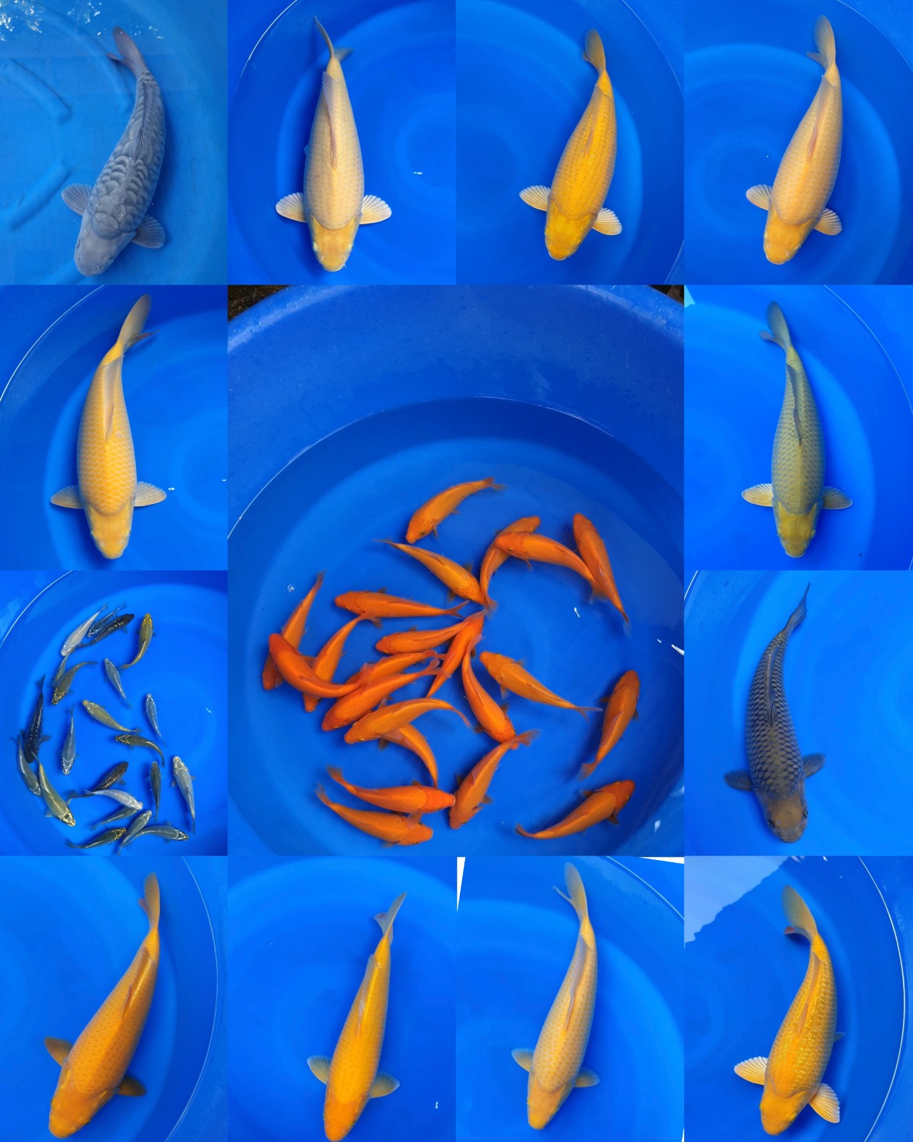 Lelang Koi Online, Jual Beli Ikan Koi, Pasar Koi Terbaik, Agen Lelang Koi, Penawaran Koi Berkualitas, Harga Jual Koi, Lelang Ikan Koi Import, Beli Koi Online, Jual Koi Murah, Koi Showroom, Penjual Koi Terpercaya, Lelang Koi Jakarta, Jual Koi Lokal, Koi Kualitas Unggul, Harga Terbaik Koi, Jual Koi Indukan, Lelang Ikan Hias Koi, Pasar Koi Indonesia, Beli Koi Berkualitas Tinggi, Koi Farm Terbesar, Jual Beli Koi Impor, Lelang Ikan Koi Kualitas Premium, Daftar Harga Koi Terbaru, Pusat Jual Beli Koi, Info Lelang Koi Hari Ini.