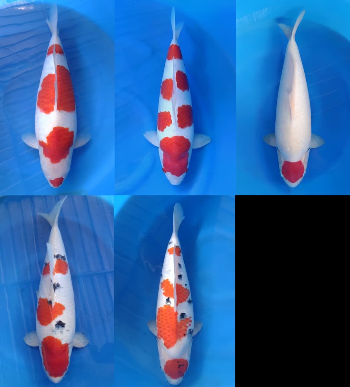 Lelang Koi Online, Jual Beli Ikan Koi, Pasar Koi Terbaik, Agen Lelang Koi, Penawaran Koi Berkualitas, Harga Jual Koi, Lelang Ikan Koi Import, Beli Koi Online, Jual Koi Murah, Koi Showroom, Penjual Koi Terpercaya, Lelang Koi Jakarta, Jual Koi Lokal, Koi Kualitas Unggul, Harga Terbaik Koi, Jual Koi Indukan, Lelang Ikan Hias Koi, Pasar Koi Indonesia, Beli Koi Berkualitas Tinggi, Koi Farm Terbesar, Jual Beli Koi Impor, Lelang Ikan Koi Kualitas Premium, Daftar Harga Koi Terbaru, Pusat Jual Beli Koi, Info Lelang Koi Hari Ini.