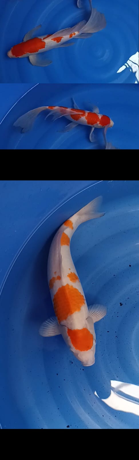 Lelang Koi Online, Jual Beli Ikan Koi, Pasar Koi Terbaik, Agen Lelang Koi, Penawaran Koi Berkualitas, Harga Jual Koi, Lelang Ikan Koi Import, Beli Koi Online, Jual Koi Murah, Koi Showroom, Penjual Koi Terpercaya, Lelang Koi Jakarta, Jual Koi Lokal, Koi Kualitas Unggul, Harga Terbaik Koi, Jual Koi Indukan, Lelang Ikan Hias Koi, Pasar Koi Indonesia, Beli Koi Berkualitas Tinggi, Koi Farm Terbesar, Jual Beli Koi Impor, Lelang Ikan Koi Kualitas Premium, Daftar Harga Koi Terbaru, Pusat Jual Beli Koi, Info Lelang Koi Hari Ini.