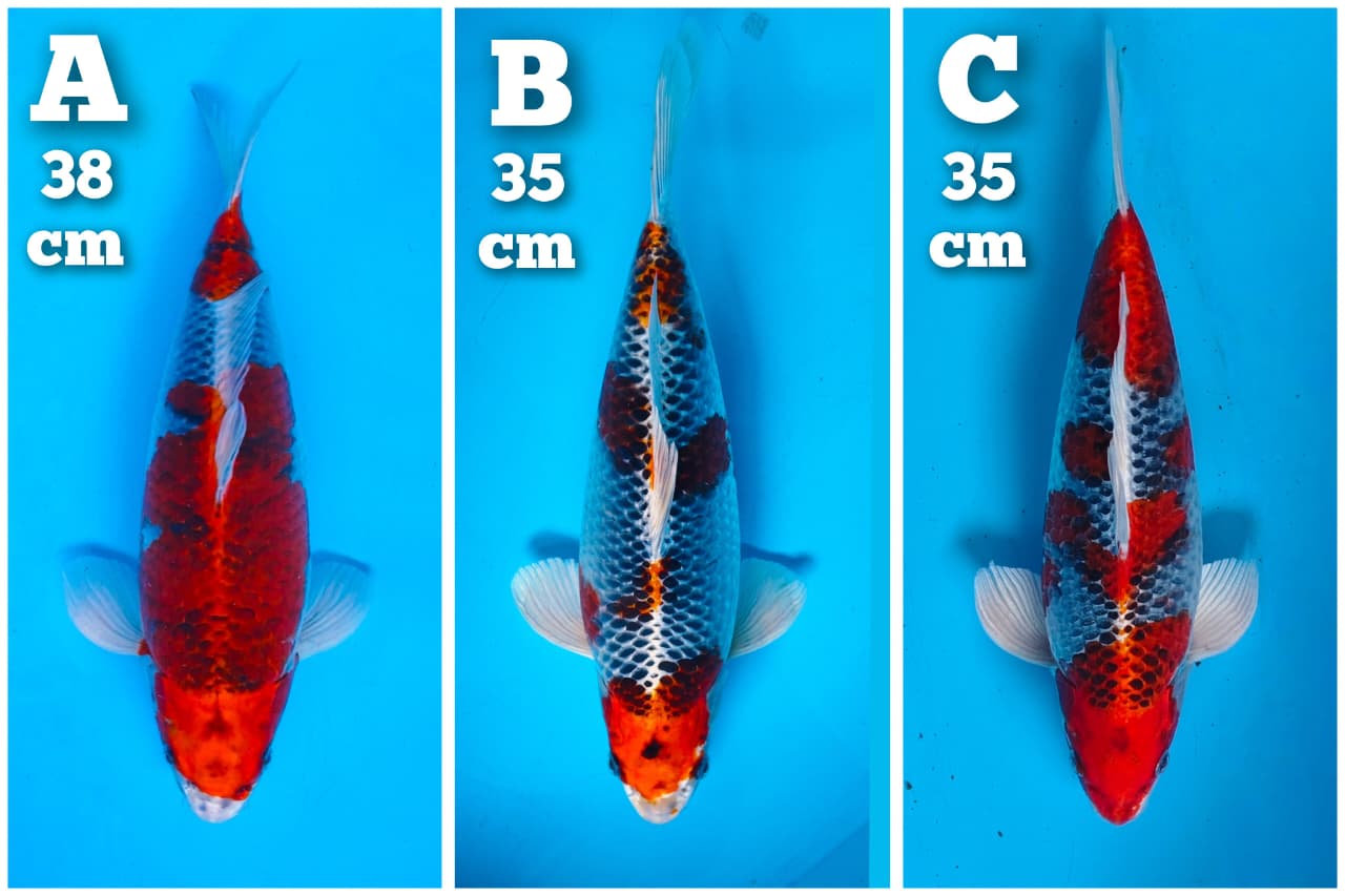 Lelang Koi Online, Jual Beli Ikan Koi, Pasar Koi Terbaik, Agen Lelang Koi, Penawaran Koi Berkualitas, Harga Jual Koi, Lelang Ikan Koi Import, Beli Koi Online, Jual Koi Murah, Koi Showroom, Penjual Koi Terpercaya, Lelang Koi Jakarta, Jual Koi Lokal, Koi Kualitas Unggul, Harga Terbaik Koi, Jual Koi Indukan, Lelang Ikan Hias Koi, Pasar Koi Indonesia, Beli Koi Berkualitas Tinggi, Koi Farm Terbesar, Jual Beli Koi Impor, Lelang Ikan Koi Kualitas Premium, Daftar Harga Koi Terbaru, Pusat Jual Beli Koi, Info Lelang Koi Hari Ini.