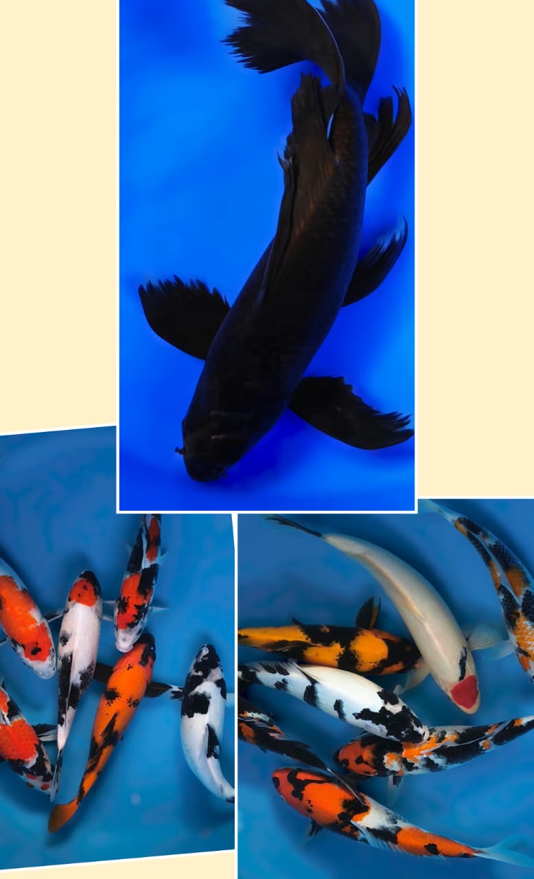 Lelang Koi Online, Jual Beli Ikan Koi, Pasar Koi Terbaik, Agen Lelang Koi, Penawaran Koi Berkualitas, Harga Jual Koi, Lelang Ikan Koi Import, Beli Koi Online, Jual Koi Murah, Koi Showroom, Penjual Koi Terpercaya, Lelang Koi Jakarta, Jual Koi Lokal, Koi Kualitas Unggul, Harga Terbaik Koi, Jual Koi Indukan, Lelang Ikan Hias Koi, Pasar Koi Indonesia, Beli Koi Berkualitas Tinggi, Koi Farm Terbesar, Jual Beli Koi Impor, Lelang Ikan Koi Kualitas Premium, Daftar Harga Koi Terbaru, Pusat Jual Beli Koi, Info Lelang Koi Hari Ini.