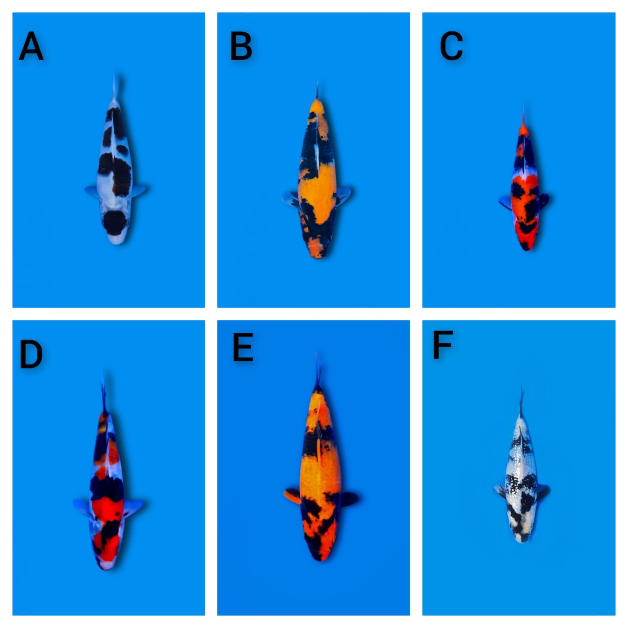Lelang Koi Online, Jual Beli Ikan Koi, Pasar Koi Terbaik, Agen Lelang Koi, Penawaran Koi Berkualitas, Harga Jual Koi, Lelang Ikan Koi Import, Beli Koi Online, Jual Koi Murah, Koi Showroom, Penjual Koi Terpercaya, Lelang Koi Jakarta, Jual Koi Lokal, Koi Kualitas Unggul, Harga Terbaik Koi, Jual Koi Indukan, Lelang Ikan Hias Koi, Pasar Koi Indonesia, Beli Koi Berkualitas Tinggi, Koi Farm Terbesar, Jual Beli Koi Impor, Lelang Ikan Koi Kualitas Premium, Daftar Harga Koi Terbaru, Pusat Jual Beli Koi, Info Lelang Koi Hari Ini.