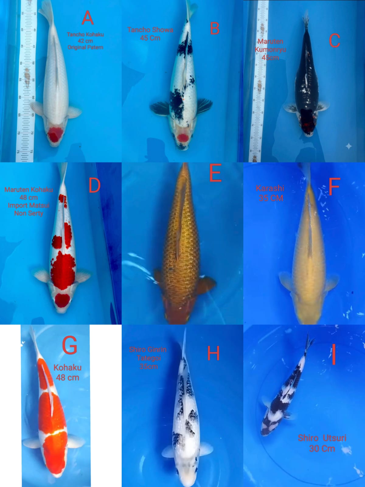 Lelang Koi Online, Jual Beli Ikan Koi, Pasar Koi Terbaik, Agen Lelang Koi, Penawaran Koi Berkualitas, Harga Jual Koi, Lelang Ikan Koi Import, Beli Koi Online, Jual Koi Murah, Koi Showroom, Penjual Koi Terpercaya, Lelang Koi Jakarta, Jual Koi Lokal, Koi Kualitas Unggul, Harga Terbaik Koi, Jual Koi Indukan, Lelang Ikan Hias Koi, Pasar Koi Indonesia, Beli Koi Berkualitas Tinggi, Koi Farm Terbesar, Jual Beli Koi Impor, Lelang Ikan Koi Kualitas Premium, Daftar Harga Koi Terbaru, Pusat Jual Beli Koi, Info Lelang Koi Hari Ini.