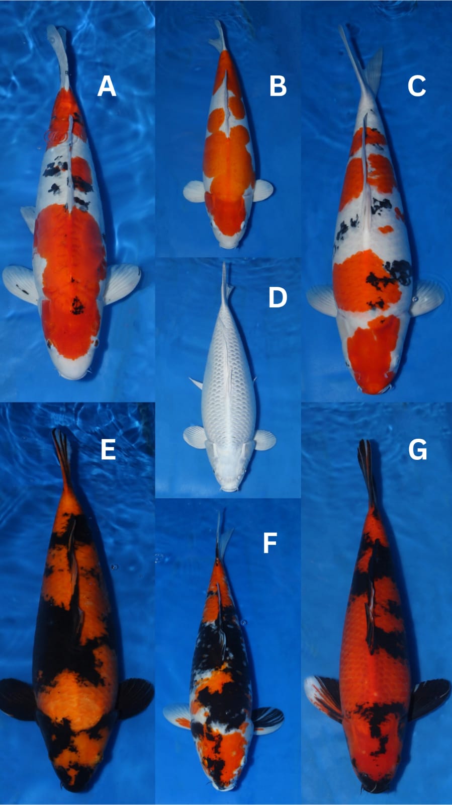 Lelang Koi Online, Jual Beli Ikan Koi, Pasar Koi Terbaik, Agen Lelang Koi, Penawaran Koi Berkualitas, Harga Jual Koi, Lelang Ikan Koi Import, Beli Koi Online, Jual Koi Murah, Koi Showroom, Penjual Koi Terpercaya, Lelang Koi Jakarta, Jual Koi Lokal, Koi Kualitas Unggul, Harga Terbaik Koi, Jual Koi Indukan, Lelang Ikan Hias Koi, Pasar Koi Indonesia, Beli Koi Berkualitas Tinggi, Koi Farm Terbesar, Jual Beli Koi Impor, Lelang Ikan Koi Kualitas Premium, Daftar Harga Koi Terbaru, Pusat Jual Beli Koi, Info Lelang Koi Hari Ini.