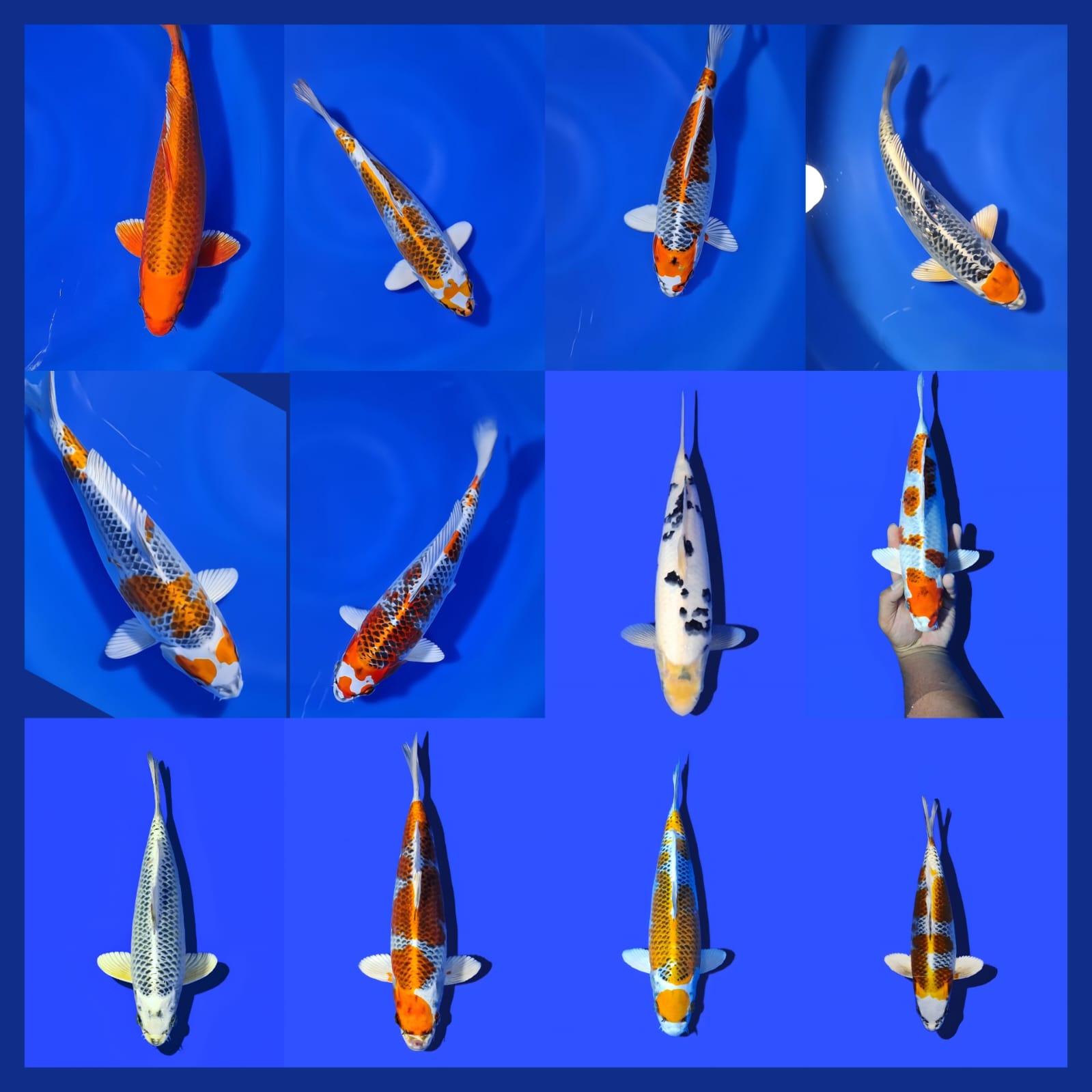 Lelang Koi Online, Jual Beli Ikan Koi, Pasar Koi Terbaik, Agen Lelang Koi, Penawaran Koi Berkualitas, Harga Jual Koi, Lelang Ikan Koi Import, Beli Koi Online, Jual Koi Murah, Koi Showroom, Penjual Koi Terpercaya, Lelang Koi Jakarta, Jual Koi Lokal, Koi Kualitas Unggul, Harga Terbaik Koi, Jual Koi Indukan, Lelang Ikan Hias Koi, Pasar Koi Indonesia, Beli Koi Berkualitas Tinggi, Koi Farm Terbesar, Jual Beli Koi Impor, Lelang Ikan Koi Kualitas Premium, Daftar Harga Koi Terbaru, Pusat Jual Beli Koi, Info Lelang Koi Hari Ini.
