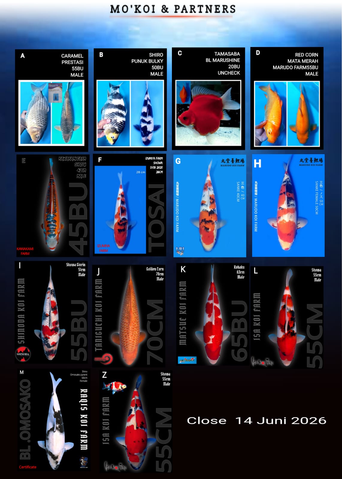 Lelang Koi Online, Jual Beli Ikan Koi, Pasar Koi Terbaik, Agen Lelang Koi, Penawaran Koi Berkualitas, Harga Jual Koi, Lelang Ikan Koi Import, Beli Koi Online, Jual Koi Murah, Koi Showroom, Penjual Koi Terpercaya, Lelang Koi Jakarta, Jual Koi Lokal, Koi Kualitas Unggul, Harga Terbaik Koi, Jual Koi Indukan, Lelang Ikan Hias Koi, Pasar Koi Indonesia, Beli Koi Berkualitas Tinggi, Koi Farm Terbesar, Jual Beli Koi Impor, Lelang Ikan Koi Kualitas Premium, Daftar Harga Koi Terbaru, Pusat Jual Beli Koi, Info Lelang Koi Hari Ini.