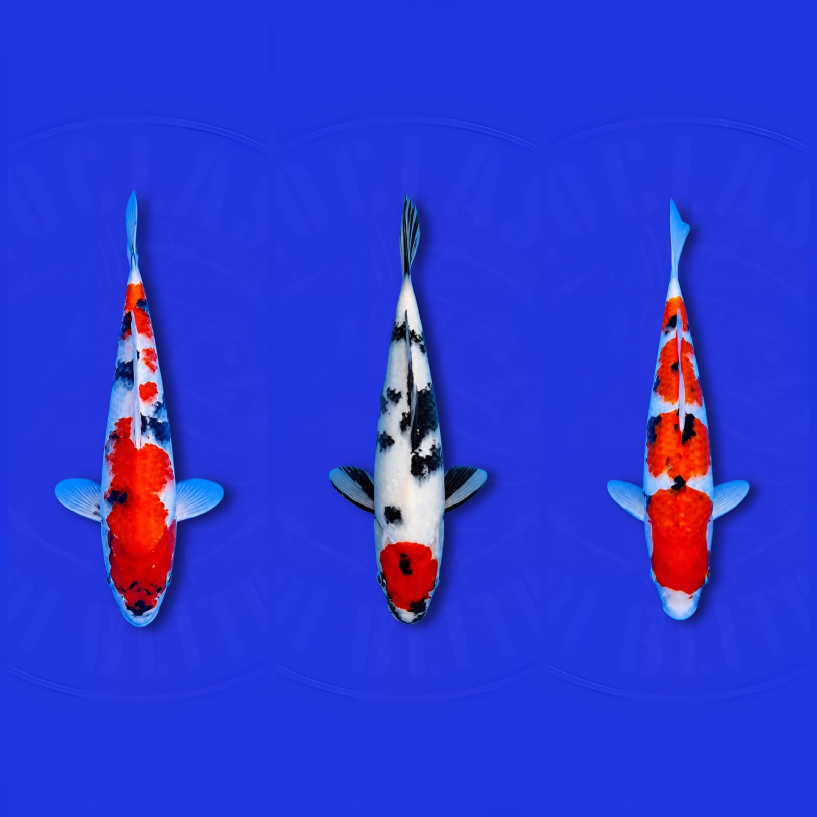 Lelang Koi Online, Jual Beli Ikan Koi, Pasar Koi Terbaik, Agen Lelang Koi, Penawaran Koi Berkualitas, Harga Jual Koi, Lelang Ikan Koi Import, Beli Koi Online, Jual Koi Murah, Koi Showroom, Penjual Koi Terpercaya, Lelang Koi Jakarta, Jual Koi Lokal, Koi Kualitas Unggul, Harga Terbaik Koi, Jual Koi Indukan, Lelang Ikan Hias Koi, Pasar Koi Indonesia, Beli Koi Berkualitas Tinggi, Koi Farm Terbesar, Jual Beli Koi Impor, Lelang Ikan Koi Kualitas Premium, Daftar Harga Koi Terbaru, Pusat Jual Beli Koi, Info Lelang Koi Hari Ini.