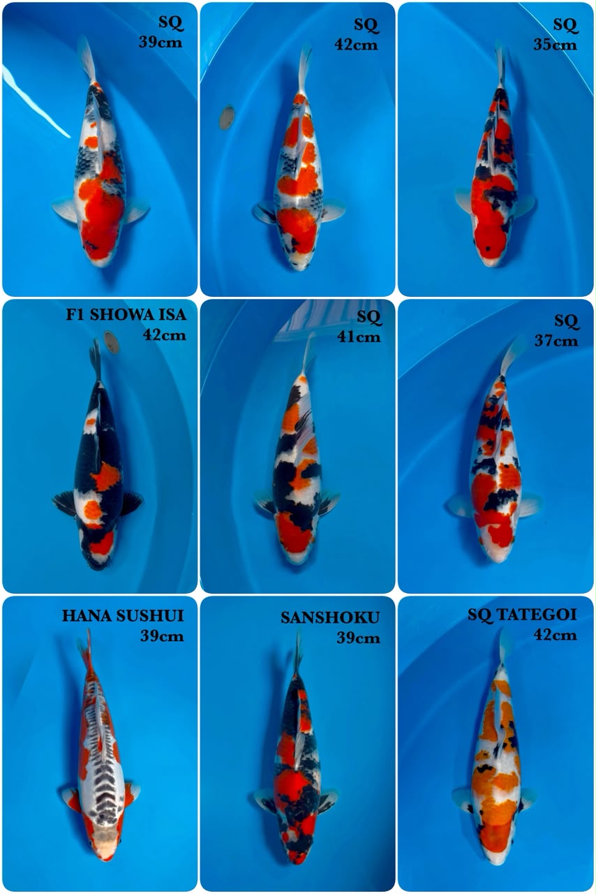 Lelang Koi Online, Jual Beli Ikan Koi, Pasar Koi Terbaik, Agen Lelang Koi, Penawaran Koi Berkualitas, Harga Jual Koi, Lelang Ikan Koi Import, Beli Koi Online, Jual Koi Murah, Koi Showroom, Penjual Koi Terpercaya, Lelang Koi Jakarta, Jual Koi Lokal, Koi Kualitas Unggul, Harga Terbaik Koi, Jual Koi Indukan, Lelang Ikan Hias Koi, Pasar Koi Indonesia, Beli Koi Berkualitas Tinggi, Koi Farm Terbesar, Jual Beli Koi Impor, Lelang Ikan Koi Kualitas Premium, Daftar Harga Koi Terbaru, Pusat Jual Beli Koi, Info Lelang Koi Hari Ini.