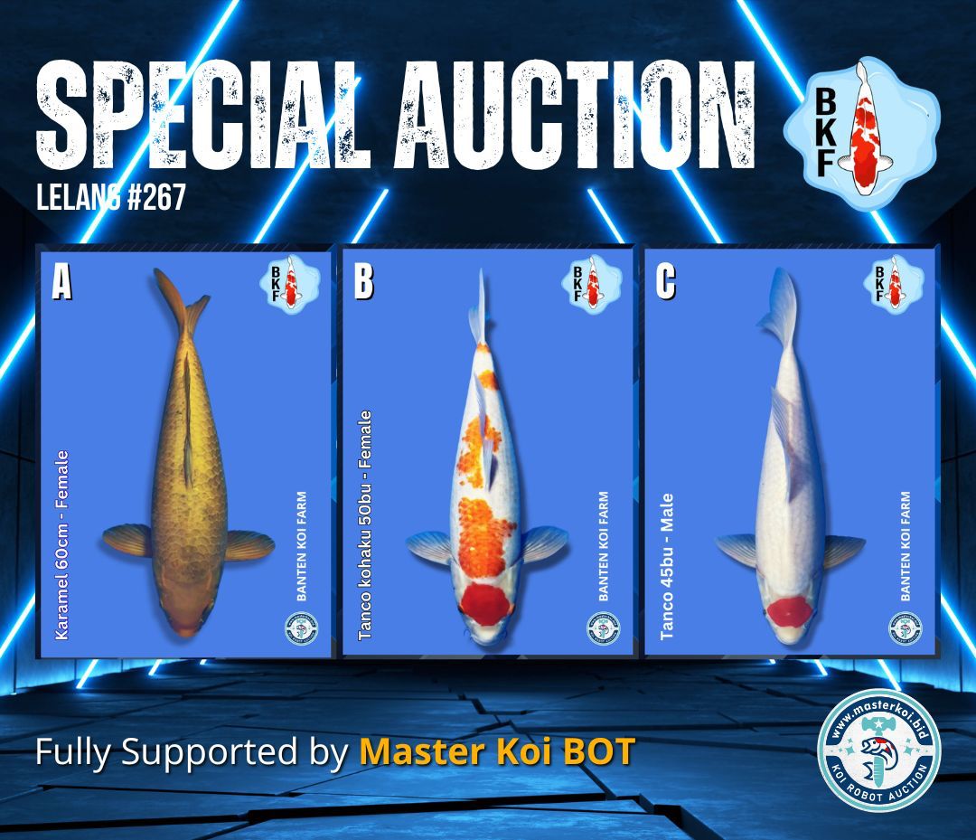 Lelang Koi Online, Jual Beli Ikan Koi, Pasar Koi Terbaik, Agen Lelang Koi, Penawaran Koi Berkualitas, Harga Jual Koi, Lelang Ikan Koi Import, Beli Koi Online, Jual Koi Murah, Koi Showroom, Penjual Koi Terpercaya, Lelang Koi Jakarta, Jual Koi Lokal, Koi Kualitas Unggul, Harga Terbaik Koi, Jual Koi Indukan, Lelang Ikan Hias Koi, Pasar Koi Indonesia, Beli Koi Berkualitas Tinggi, Koi Farm Terbesar, Jual Beli Koi Impor, Lelang Ikan Koi Kualitas Premium, Daftar Harga Koi Terbaru, Pusat Jual Beli Koi, Info Lelang Koi Hari Ini.