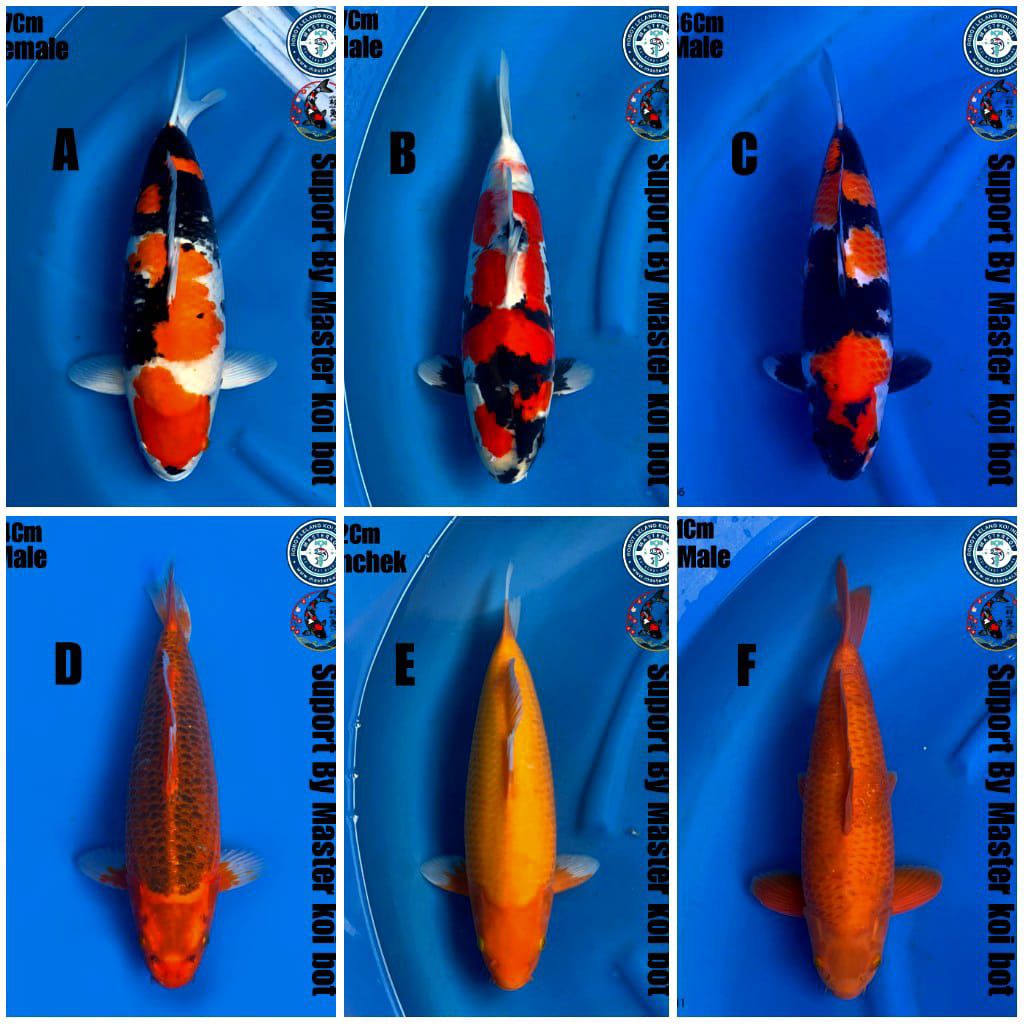 Lelang Koi Online, Jual Beli Ikan Koi, Pasar Koi Terbaik, Agen Lelang Koi, Penawaran Koi Berkualitas, Harga Jual Koi, Lelang Ikan Koi Import, Beli Koi Online, Jual Koi Murah, Koi Showroom, Penjual Koi Terpercaya, Lelang Koi Jakarta, Jual Koi Lokal, Koi Kualitas Unggul, Harga Terbaik Koi, Jual Koi Indukan, Lelang Ikan Hias Koi, Pasar Koi Indonesia, Beli Koi Berkualitas Tinggi, Koi Farm Terbesar, Jual Beli Koi Impor, Lelang Ikan Koi Kualitas Premium, Daftar Harga Koi Terbaru, Pusat Jual Beli Koi, Info Lelang Koi Hari Ini.
