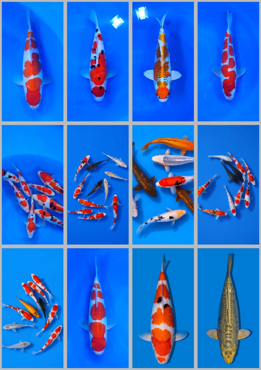 Lelang Koi Online, Jual Beli Ikan Koi, Pasar Koi Terbaik, Agen Lelang Koi, Penawaran Koi Berkualitas, Harga Jual Koi, Lelang Ikan Koi Import, Beli Koi Online, Jual Koi Murah, Koi Showroom, Penjual Koi Terpercaya, Lelang Koi Jakarta, Jual Koi Lokal, Koi Kualitas Unggul, Harga Terbaik Koi, Jual Koi Indukan, Lelang Ikan Hias Koi, Pasar Koi Indonesia, Beli Koi Berkualitas Tinggi, Koi Farm Terbesar, Jual Beli Koi Impor, Lelang Ikan Koi Kualitas Premium, Daftar Harga Koi Terbaru, Pusat Jual Beli Koi, Info Lelang Koi Hari Ini.