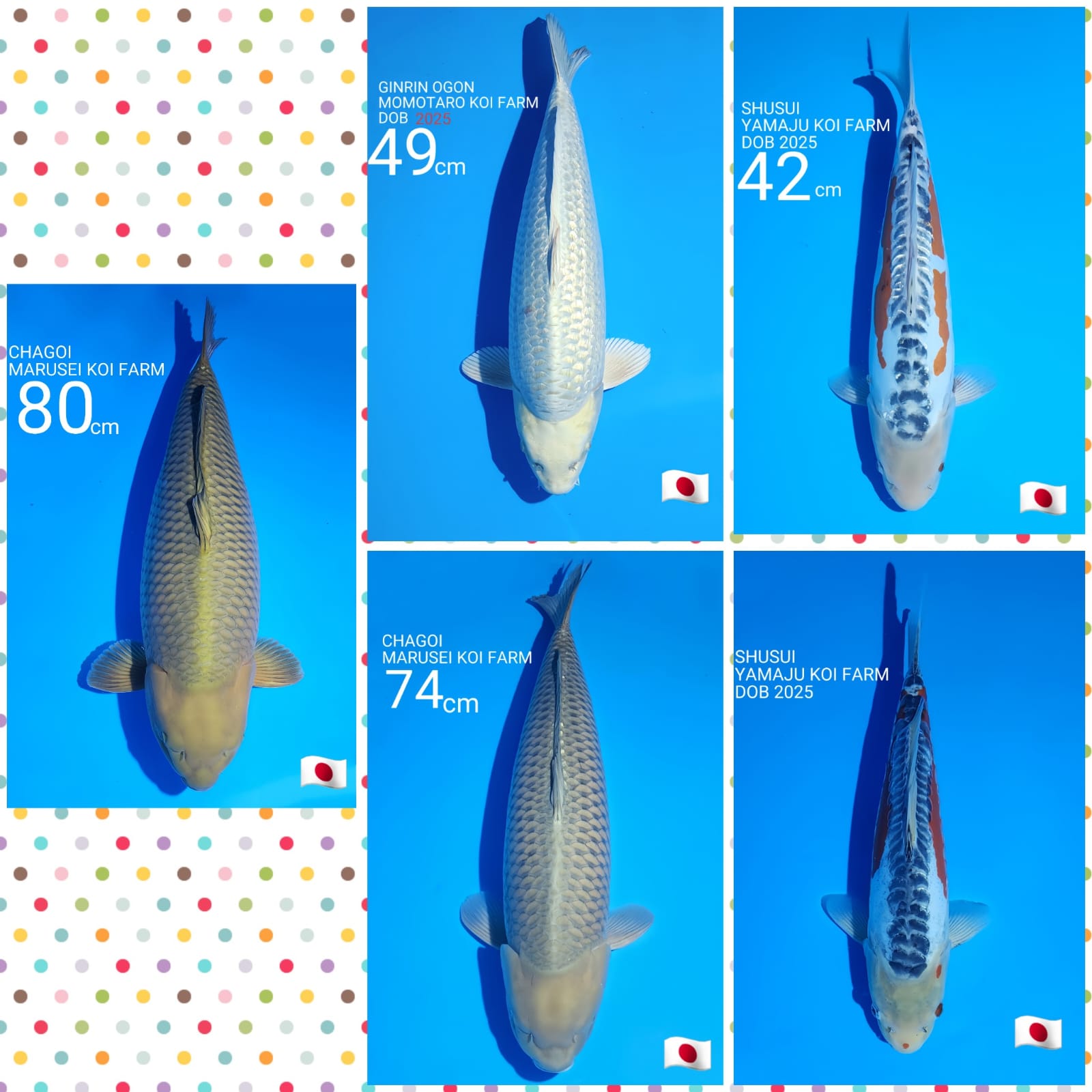 Lelang Koi Online, Jual Beli Ikan Koi, Pasar Koi Terbaik, Agen Lelang Koi, Penawaran Koi Berkualitas, Harga Jual Koi, Lelang Ikan Koi Import, Beli Koi Online, Jual Koi Murah, Koi Showroom, Penjual Koi Terpercaya, Lelang Koi Jakarta, Jual Koi Lokal, Koi Kualitas Unggul, Harga Terbaik Koi, Jual Koi Indukan, Lelang Ikan Hias Koi, Pasar Koi Indonesia, Beli Koi Berkualitas Tinggi, Koi Farm Terbesar, Jual Beli Koi Impor, Lelang Ikan Koi Kualitas Premium, Daftar Harga Koi Terbaru, Pusat Jual Beli Koi, Info Lelang Koi Hari Ini.