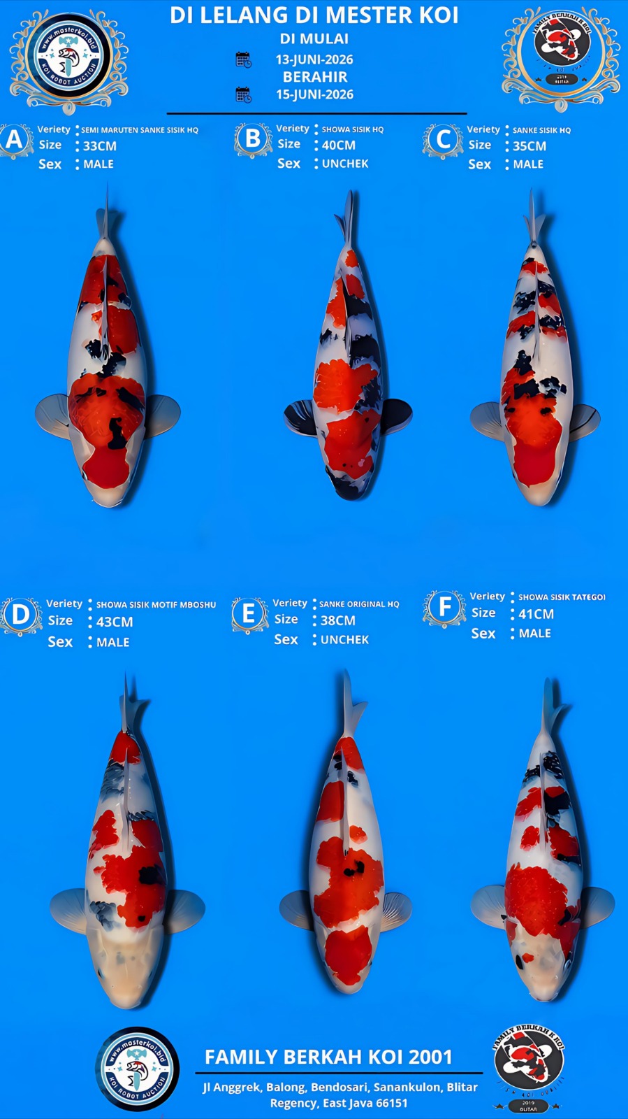 Lelang Koi Online, Jual Beli Ikan Koi, Pasar Koi Terbaik, Agen Lelang Koi, Penawaran Koi Berkualitas, Harga Jual Koi, Lelang Ikan Koi Import, Beli Koi Online, Jual Koi Murah, Koi Showroom, Penjual Koi Terpercaya, Lelang Koi Jakarta, Jual Koi Lokal, Koi Kualitas Unggul, Harga Terbaik Koi, Jual Koi Indukan, Lelang Ikan Hias Koi, Pasar Koi Indonesia, Beli Koi Berkualitas Tinggi, Koi Farm Terbesar, Jual Beli Koi Impor, Lelang Ikan Koi Kualitas Premium, Daftar Harga Koi Terbaru, Pusat Jual Beli Koi, Info Lelang Koi Hari Ini.