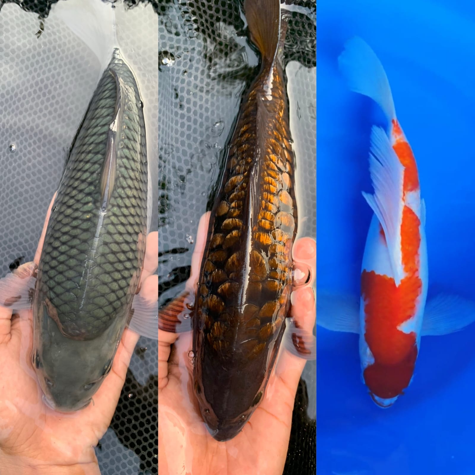 Lelang Koi Online, Jual Beli Ikan Koi, Pasar Koi Terbaik, Agen Lelang Koi, Penawaran Koi Berkualitas, Harga Jual Koi, Lelang Ikan Koi Import, Beli Koi Online, Jual Koi Murah, Koi Showroom, Penjual Koi Terpercaya, Lelang Koi Jakarta, Jual Koi Lokal, Koi Kualitas Unggul, Harga Terbaik Koi, Jual Koi Indukan, Lelang Ikan Hias Koi, Pasar Koi Indonesia, Beli Koi Berkualitas Tinggi, Koi Farm Terbesar, Jual Beli Koi Impor, Lelang Ikan Koi Kualitas Premium, Daftar Harga Koi Terbaru, Pusat Jual Beli Koi, Info Lelang Koi Hari Ini.