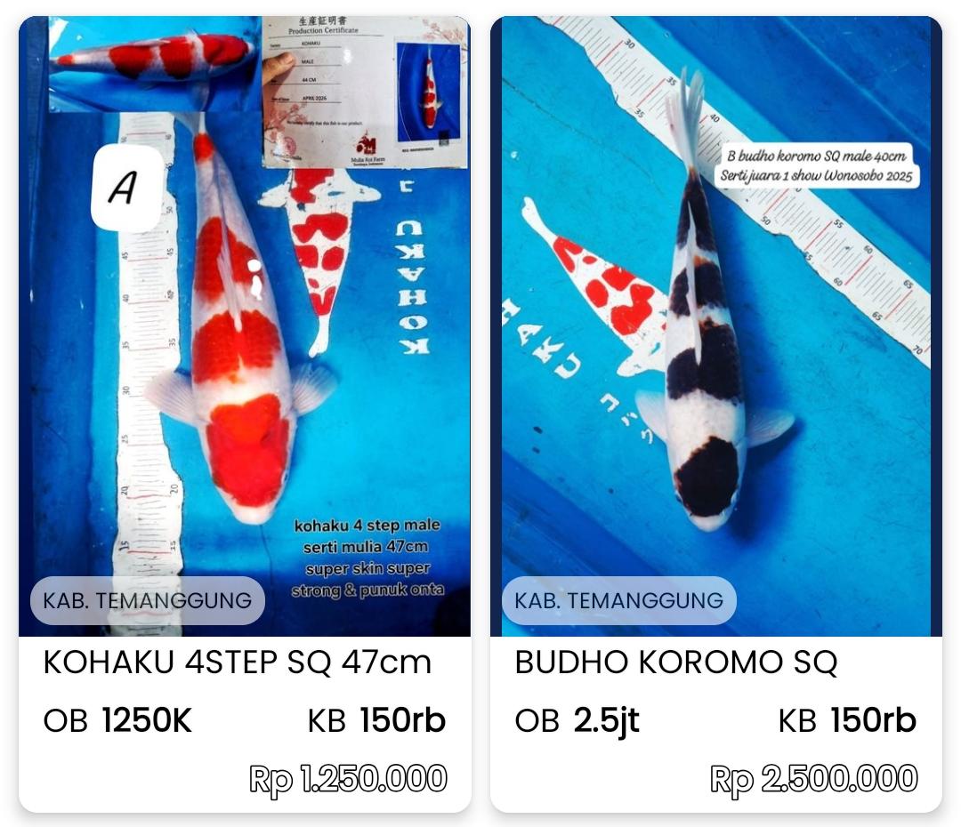 Lelang Koi Online, Jual Beli Ikan Koi, Pasar Koi Terbaik, Agen Lelang Koi, Penawaran Koi Berkualitas, Harga Jual Koi, Lelang Ikan Koi Import, Beli Koi Online, Jual Koi Murah, Koi Showroom, Penjual Koi Terpercaya, Lelang Koi Jakarta, Jual Koi Lokal, Koi Kualitas Unggul, Harga Terbaik Koi, Jual Koi Indukan, Lelang Ikan Hias Koi, Pasar Koi Indonesia, Beli Koi Berkualitas Tinggi, Koi Farm Terbesar, Jual Beli Koi Impor, Lelang Ikan Koi Kualitas Premium, Daftar Harga Koi Terbaru, Pusat Jual Beli Koi, Info Lelang Koi Hari Ini.