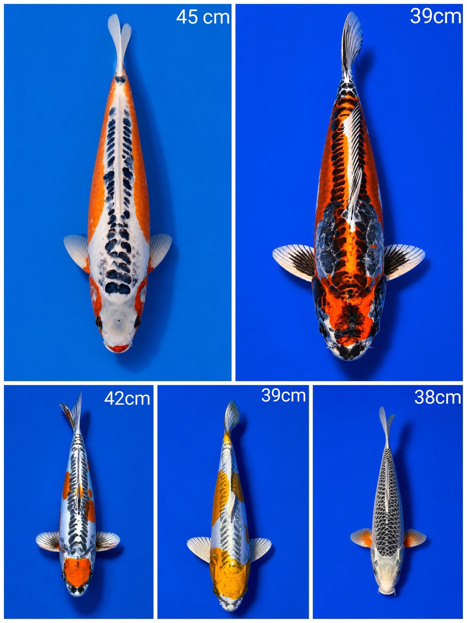 Lelang Koi Online, Jual Beli Ikan Koi, Pasar Koi Terbaik, Agen Lelang Koi, Penawaran Koi Berkualitas, Harga Jual Koi, Lelang Ikan Koi Import, Beli Koi Online, Jual Koi Murah, Koi Showroom, Penjual Koi Terpercaya, Lelang Koi Jakarta, Jual Koi Lokal, Koi Kualitas Unggul, Harga Terbaik Koi, Jual Koi Indukan, Lelang Ikan Hias Koi, Pasar Koi Indonesia, Beli Koi Berkualitas Tinggi, Koi Farm Terbesar, Jual Beli Koi Impor, Lelang Ikan Koi Kualitas Premium, Daftar Harga Koi Terbaru, Pusat Jual Beli Koi, Info Lelang Koi Hari Ini.